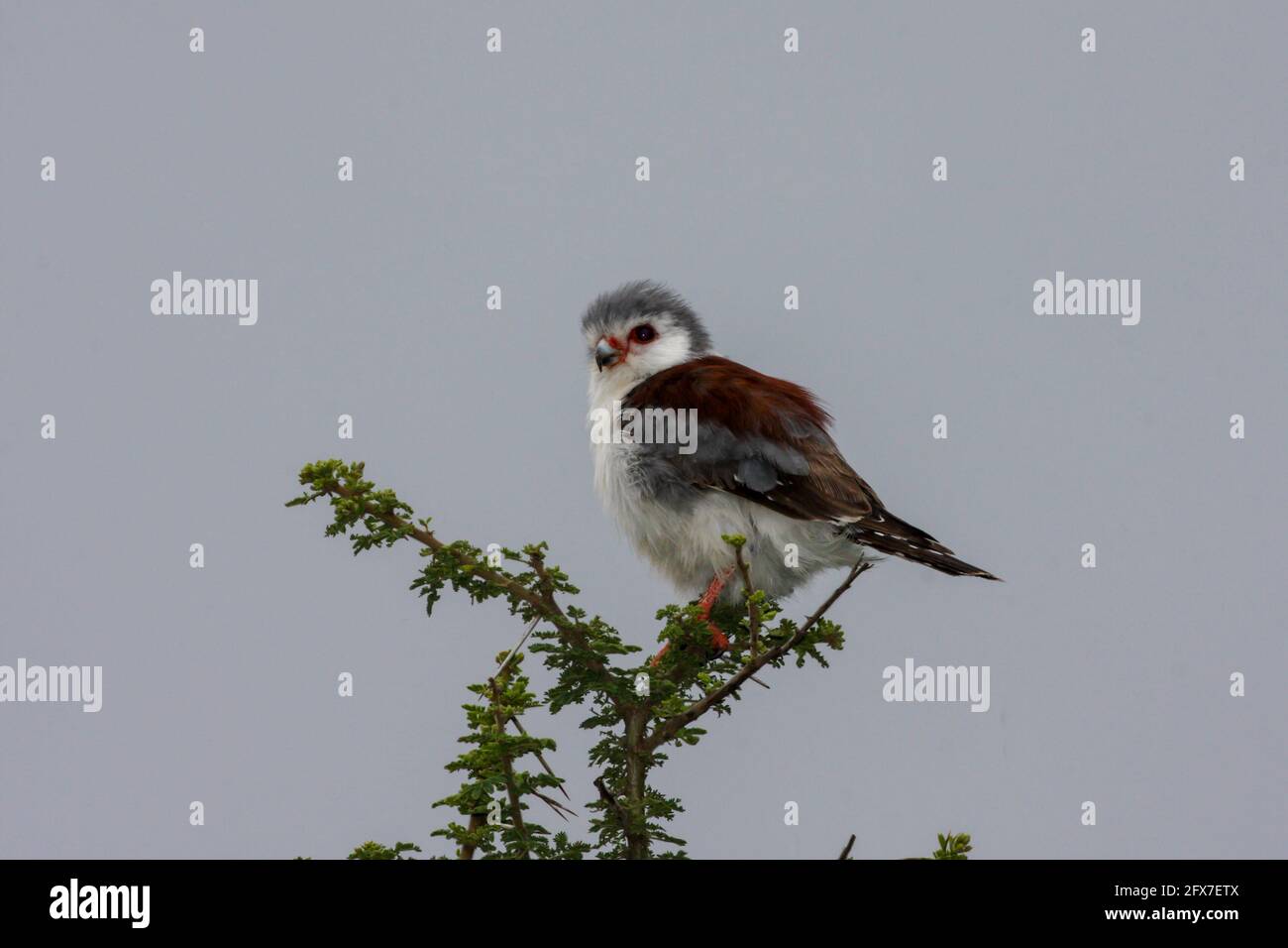 Falco pigmeo africano (Poliierax semitorquatus) arroccato su un albero di spina. Questo è il più piccolo rapper trovato nel continente africano. Si trova in ea Foto Stock