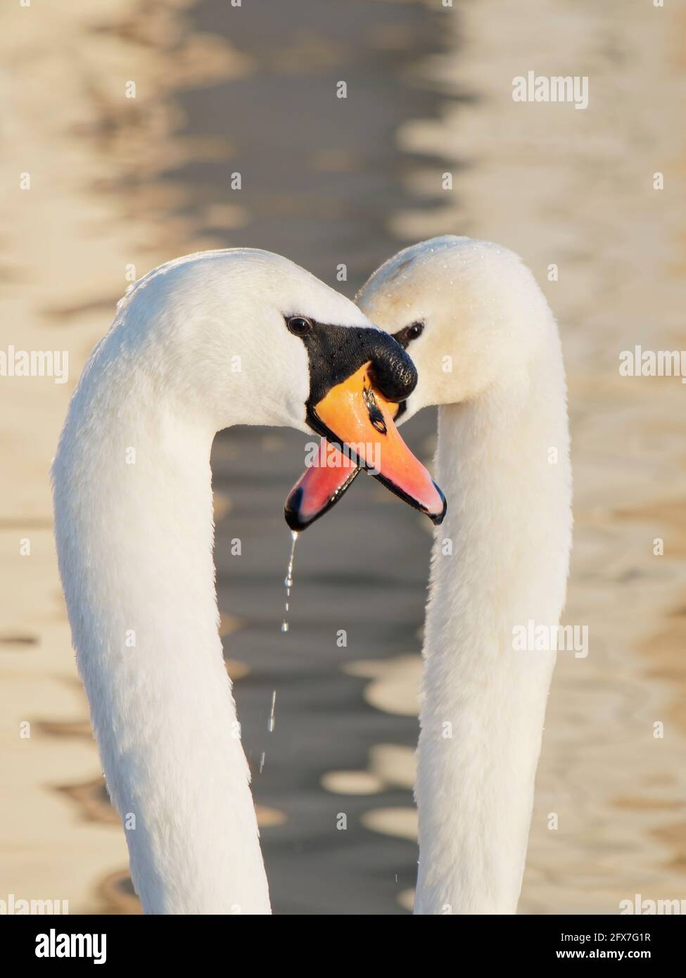 Mute Swan - Coppia in courtship display Cygnus olor West Country, UK BI031828 Foto Stock
