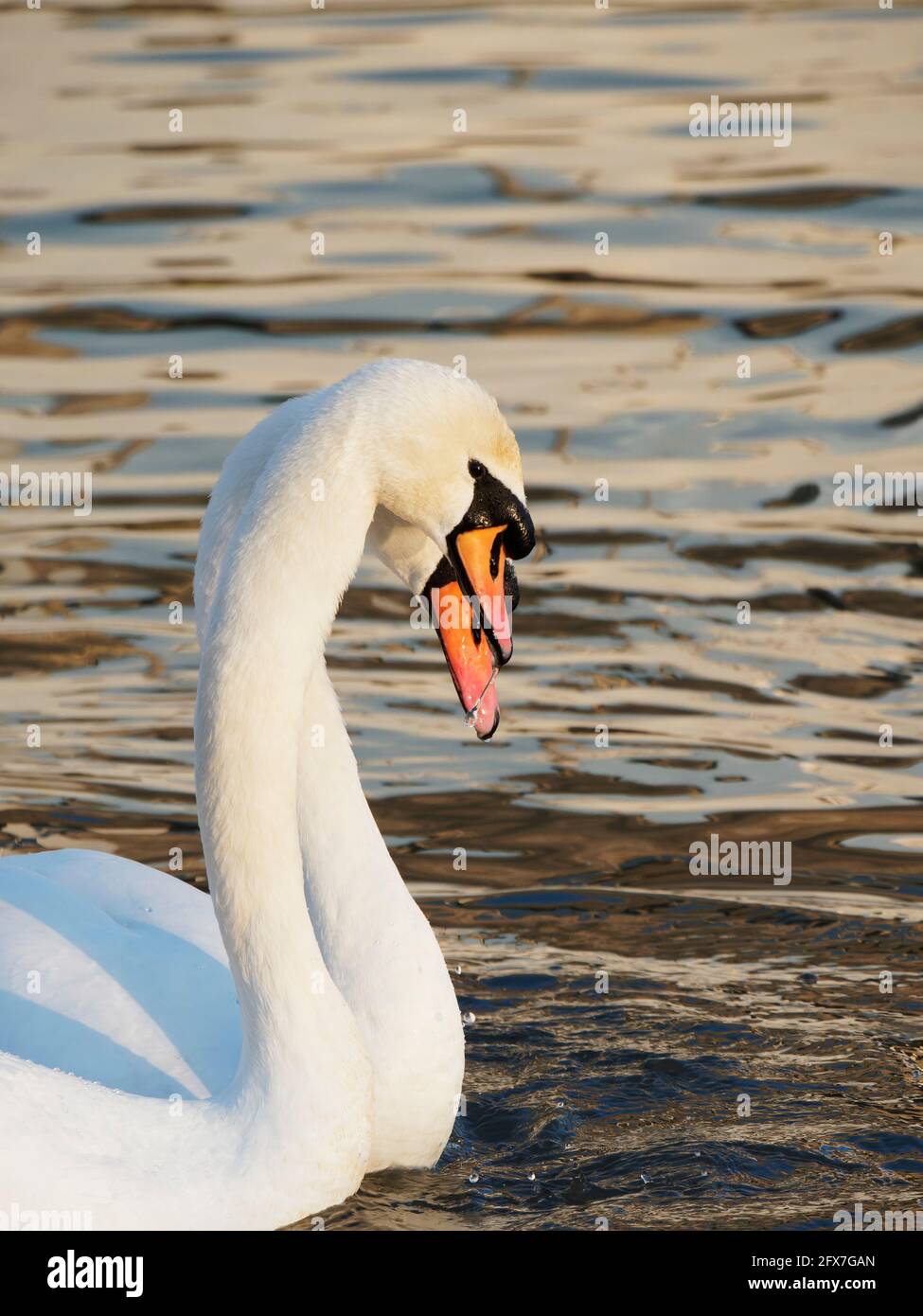 Mute Swan - Coppia in courtship display Cygnus olor West Country, UK BI031836 Foto Stock