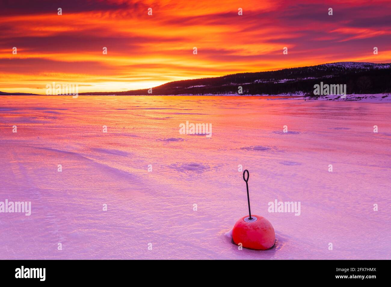 Boa nel lago ghiacciato all'alba Foto Stock