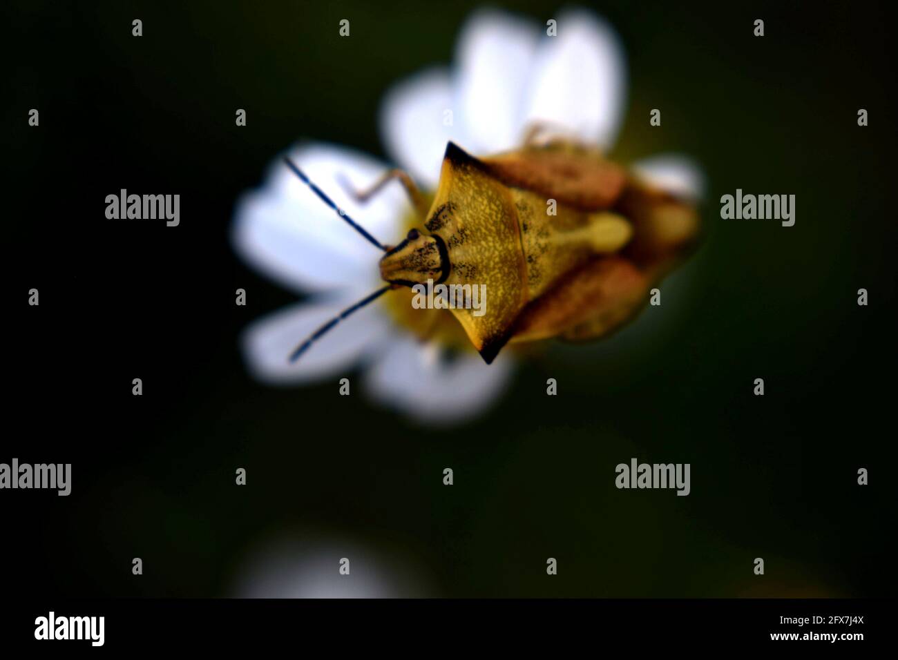 macro di fiori Foto Stock