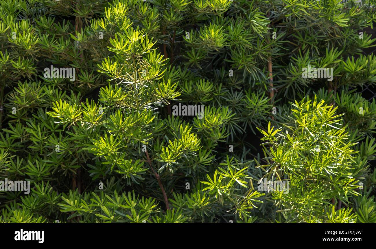 Foglie di pino di prugne (Podocarpus macrophyllus). Pianta ornamentale con belle foglie, sfondo alberi verdi. Nessuna messa a fuoco, in particolare. Foto Stock