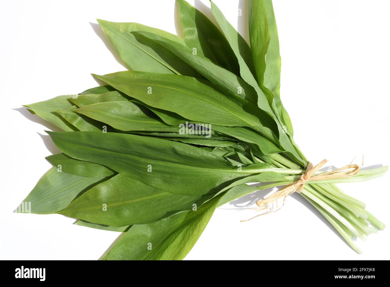 Baerlauch ist eine wichtige Wildkraut- und Heilpflanze die ein Knoblauchduft hat mit weissen Blueten. Sie Hat mehrere giftige Doppelgaenger, wie mai Foto Stock