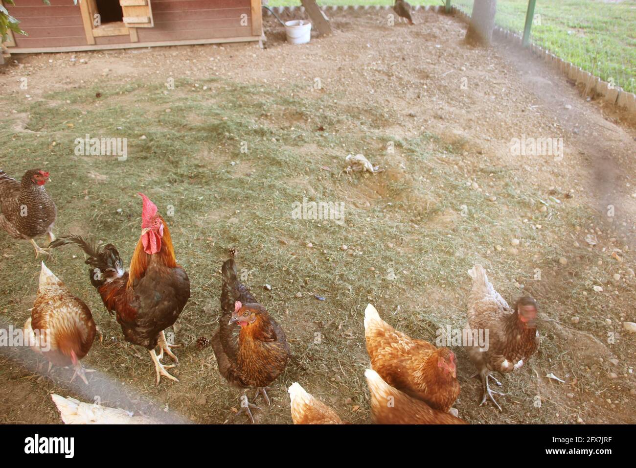 Galline in una fattoria di libero raggio. Queste galline posano uova biologiche di prima qualità. Messa a fuoco selettiva Foto Stock