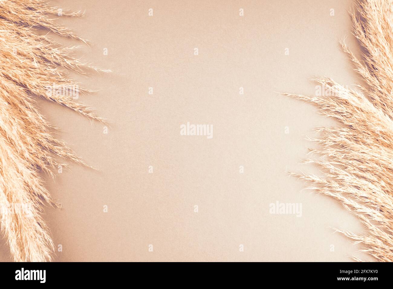 Fondo neutro beige con pampas erba pennacchio Foto Stock