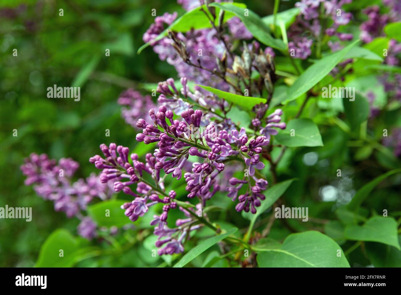 Syringa vulgaris lillà o comune fiore lilla sulla boccola in giardino Foto Stock