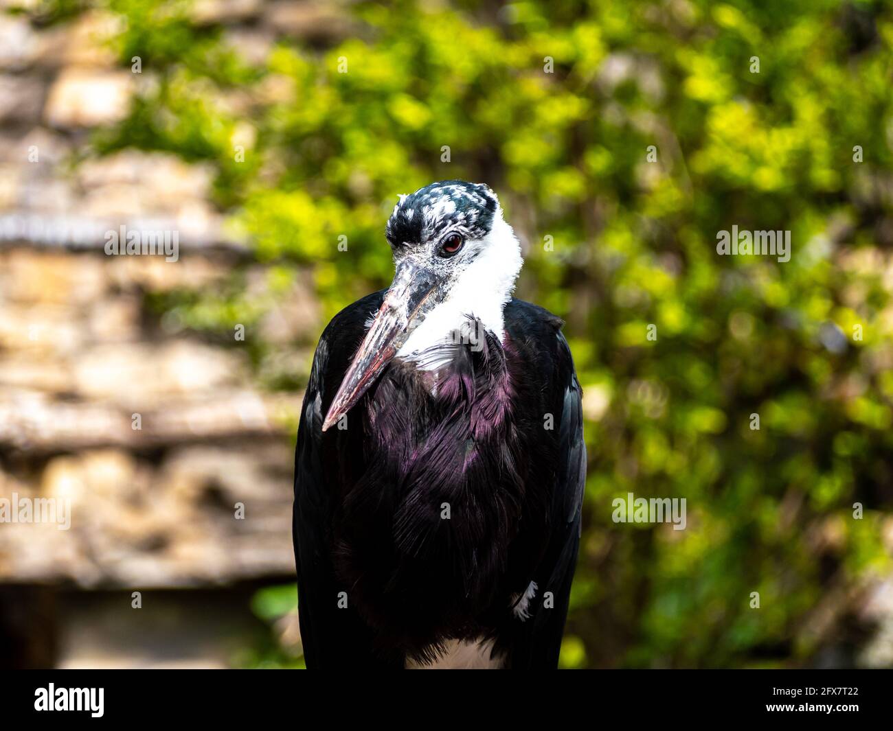 Wollhalsstorch nella natura libera Foto Stock