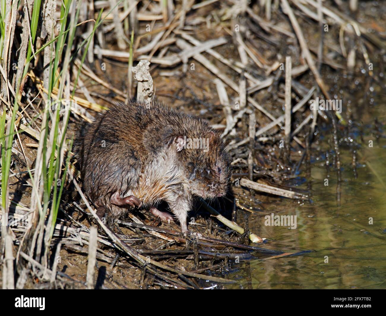 Water Vole - Scratching Arvicola anfibio Essex, UK MA003995 Foto Stock