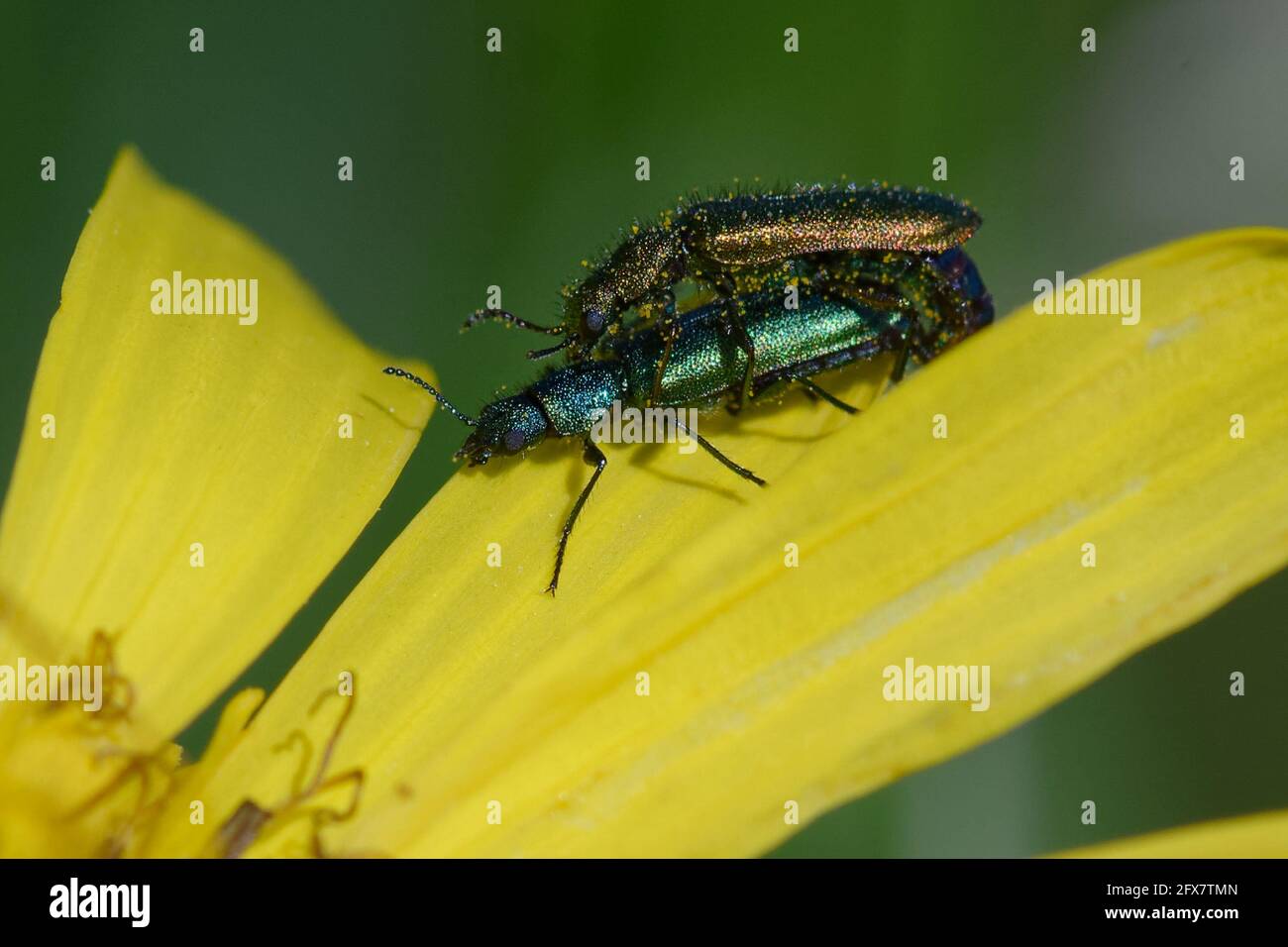 Accoppiamento di Beetles di fiori ad ali morbide (Psilothrix viridicoerulea) su un fiore Foto Stock