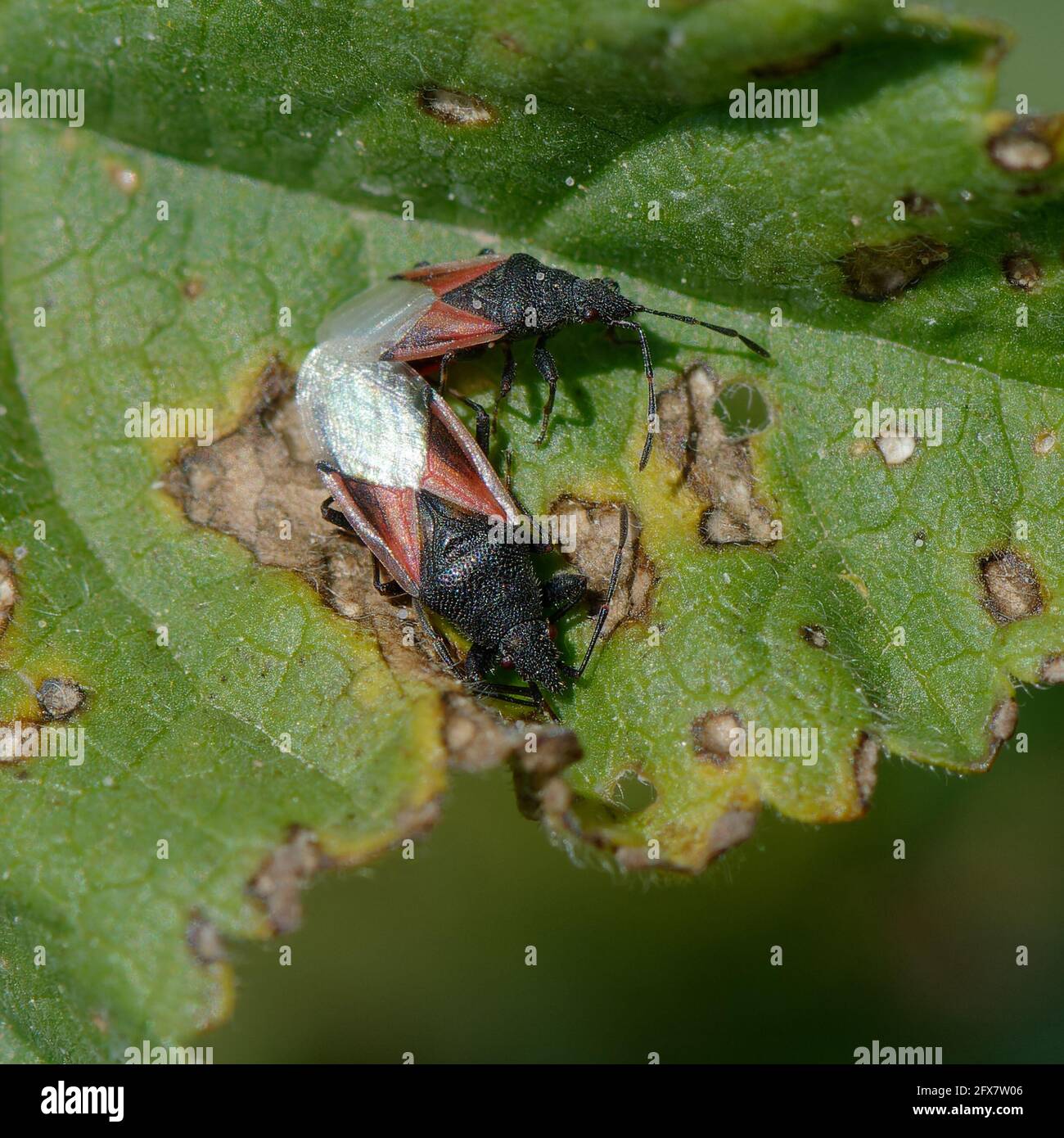 Accoppiamento di insetti di semi di Lime (Oxycarenus lavaterae) su una foglia Foto Stock
