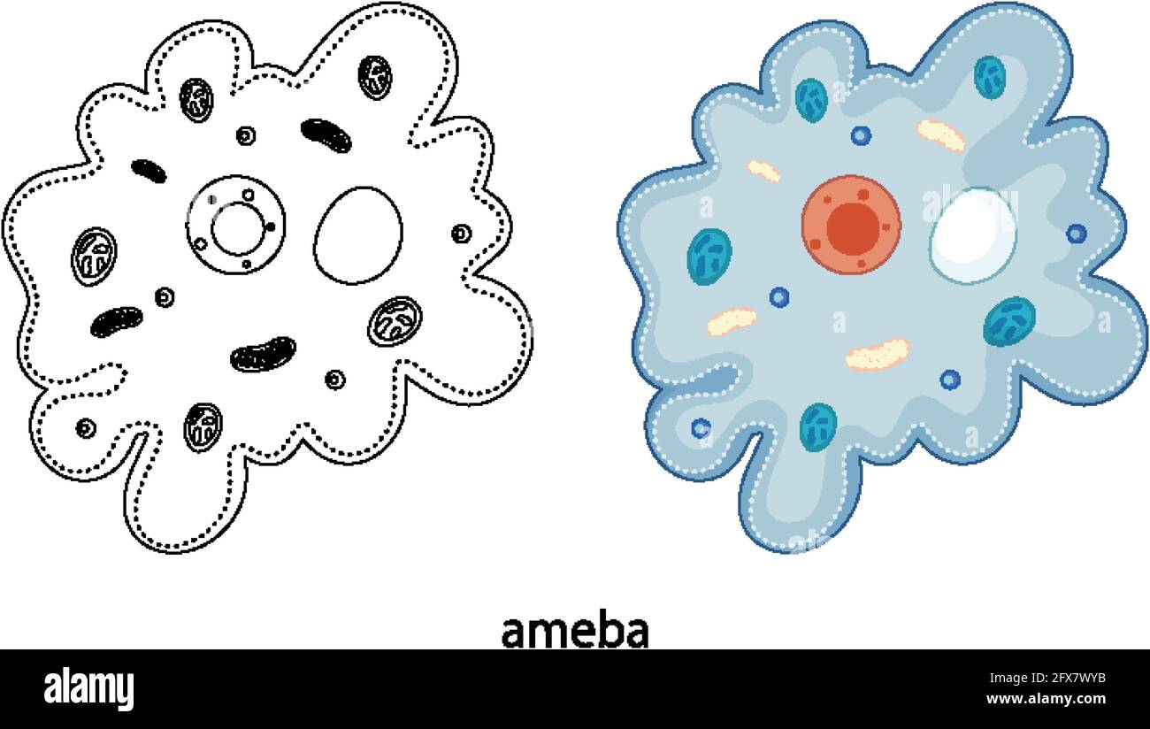 Ameba a colori e doodle su sfondo bianco illustrazione Illustrazione Vettoriale