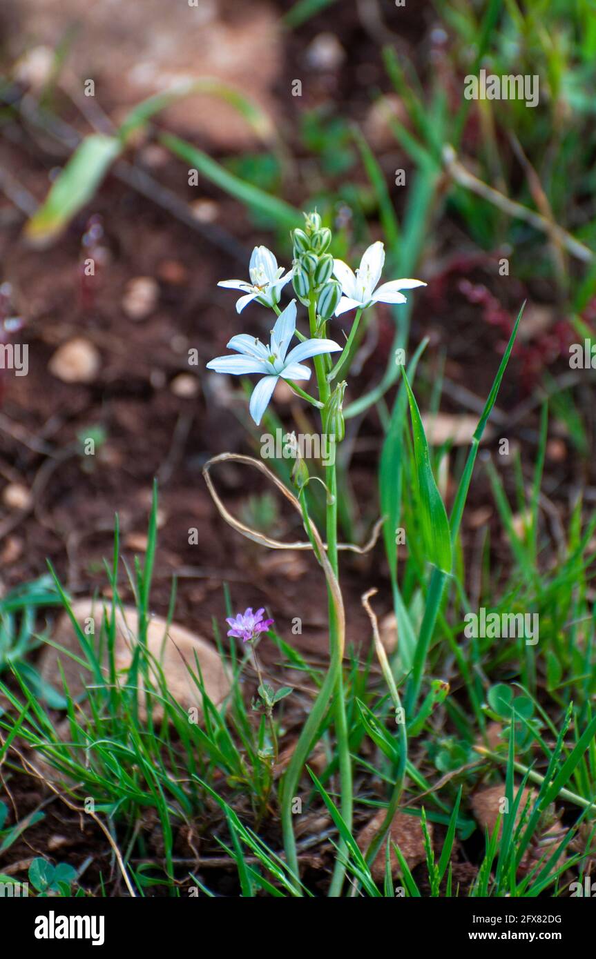 Ornithogalum narbonense, nomi comuni Narbonne star-of-Bethlehem, piramidale star-of-Bethlehem e meridionale star-of-Bethlehem, è una perennia erbacea Foto Stock