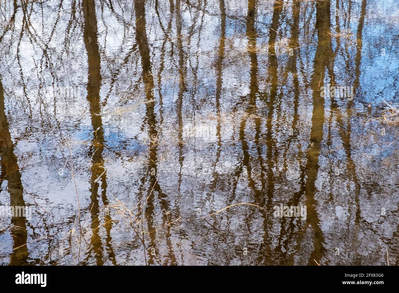 Riflesso del cielo blu, nuvole e tronchi d'albero in acqua. Un'astrazione. Foto Stock