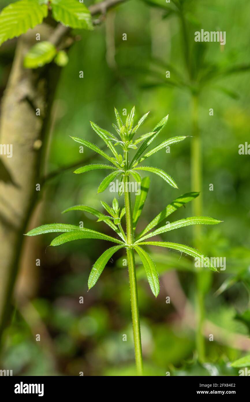 Clivers (Galium aparine, anche chiamato goosegrass, stickyweed), pianta del Regno Unito, piante, erbacce, erbacce Foto Stock