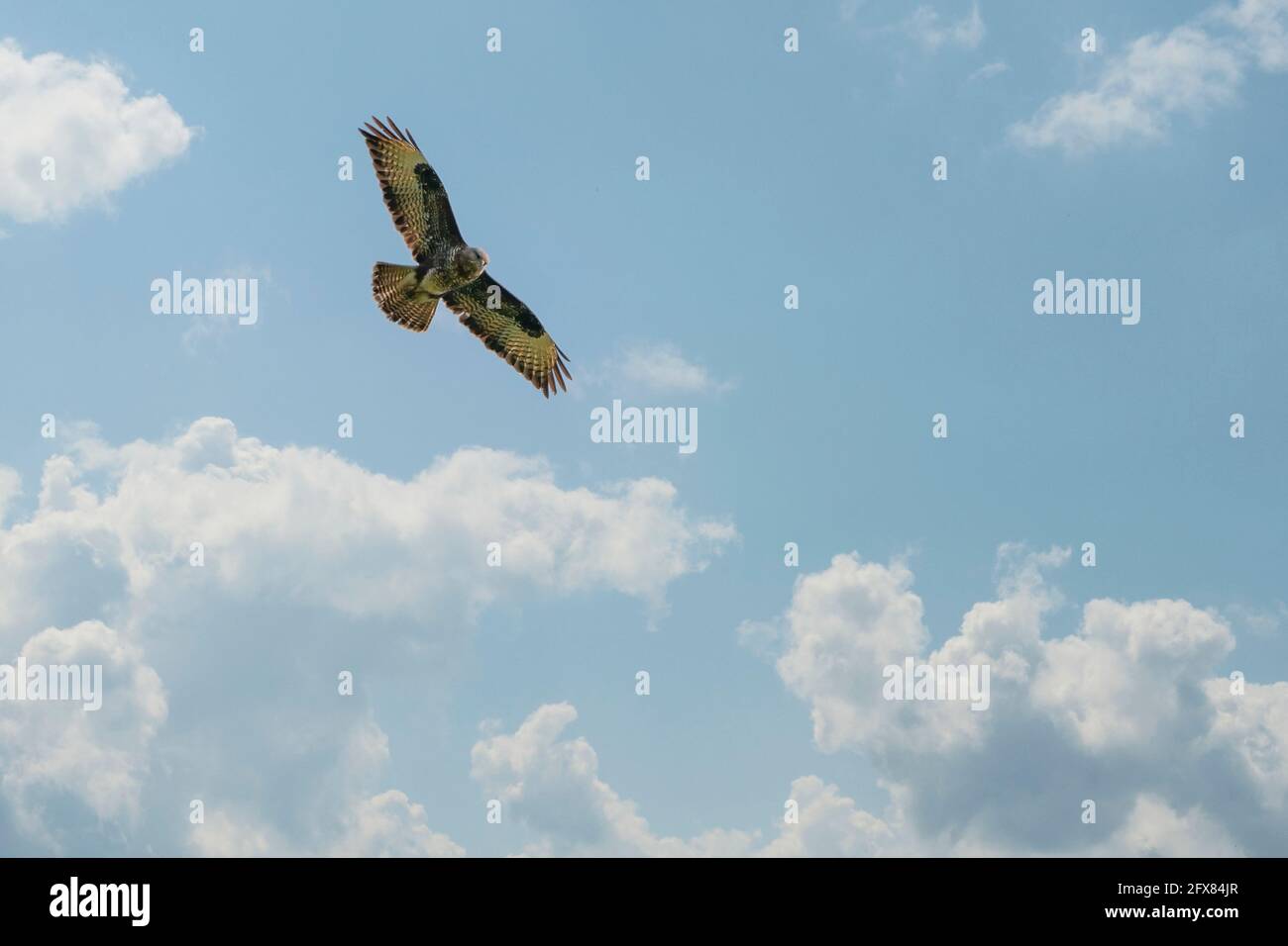 Il grande Buzzard galleggia nel cielo blu con nuvole bianche. Bellissimo volo grande uccello di preda con ali sparse. Fauna selvatica Paesi Bassi. Foto Stock
