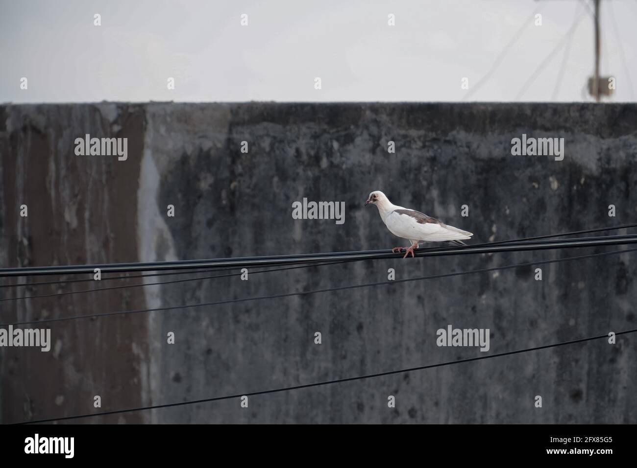Uccello piccione bianco in piedi sul cavo di alimentazione. Pigeon appollaiato sul cablaggio elettrico. Foto Stock