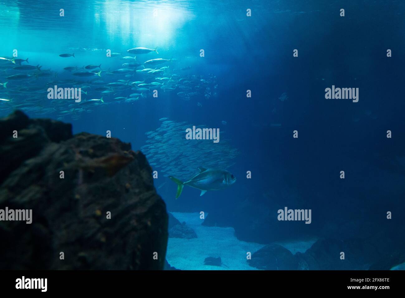 serbatoio di pesce con diverse specie. Fotografia subacquea. Foto Stock