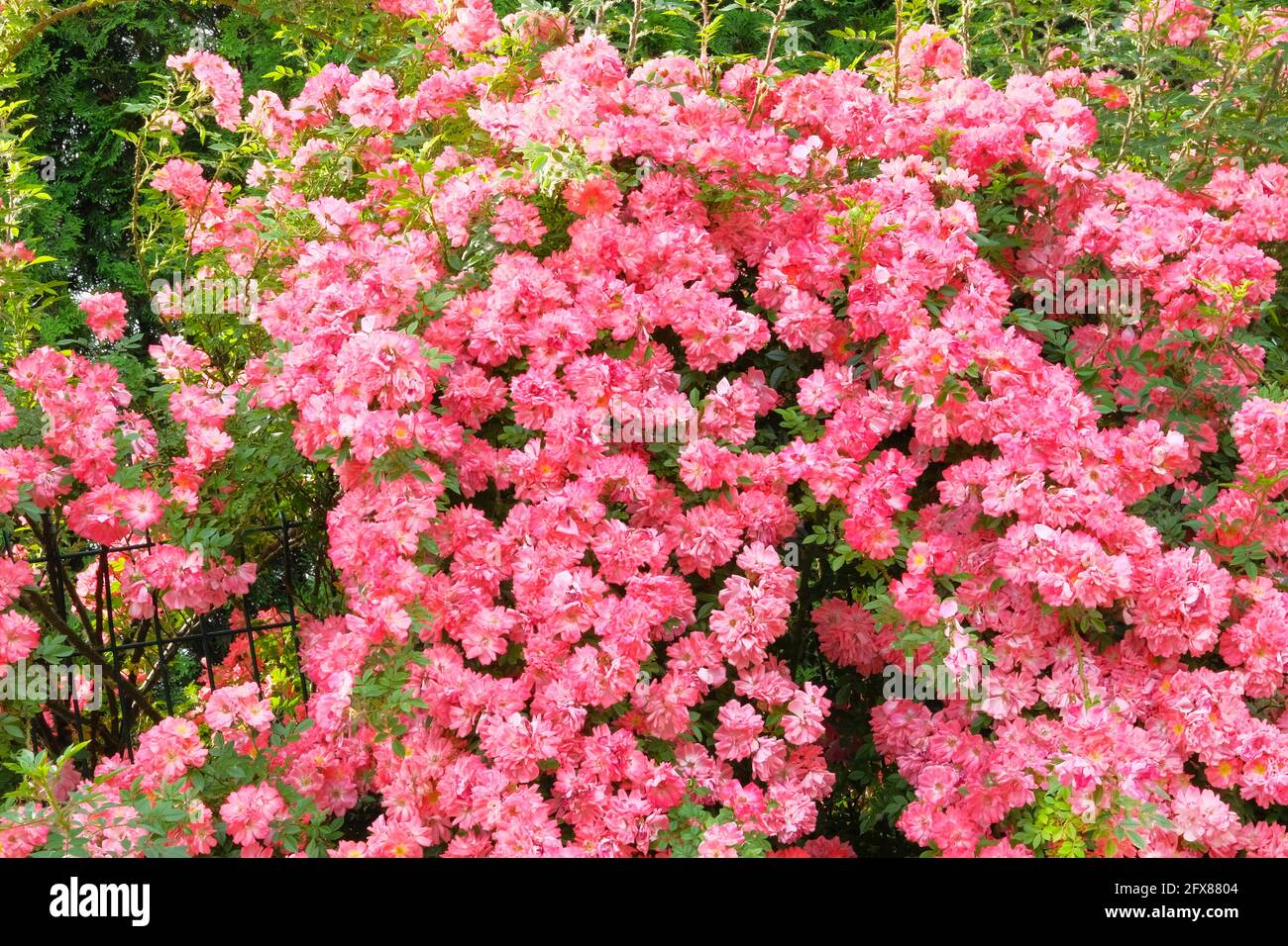 Sfondo di rosa fiore rosa cespuglio. Arrampicata Roses (Rosa) in un giardino cottage di campagna. Foto Stock