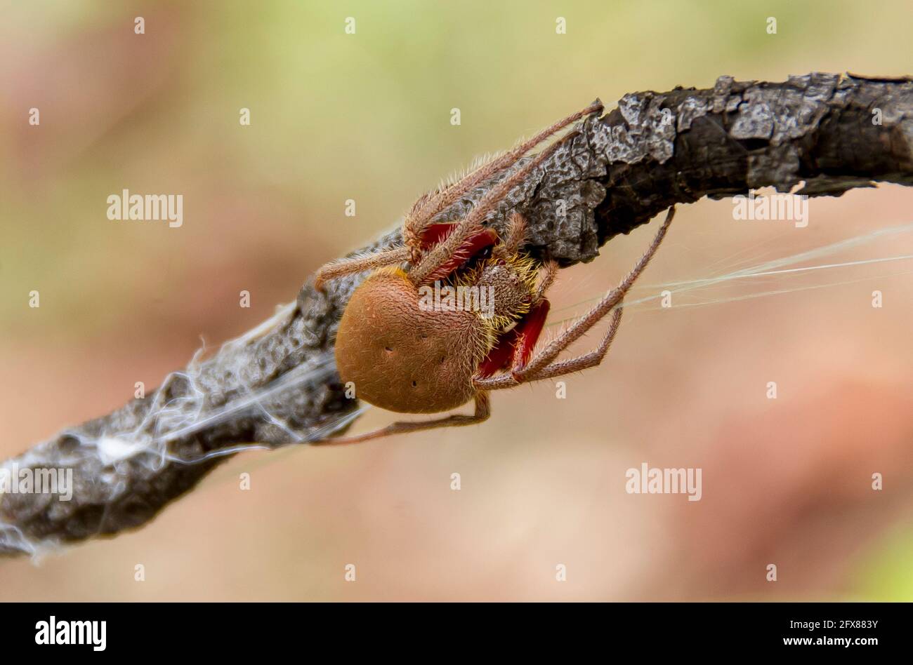 Bruno, peloso, Orb Weaver ragno (Araneidae Eriophora) facendo un fotoricettore su una filiale in un giardino in Queensland, Australia. Spazio di copia. Foto Stock