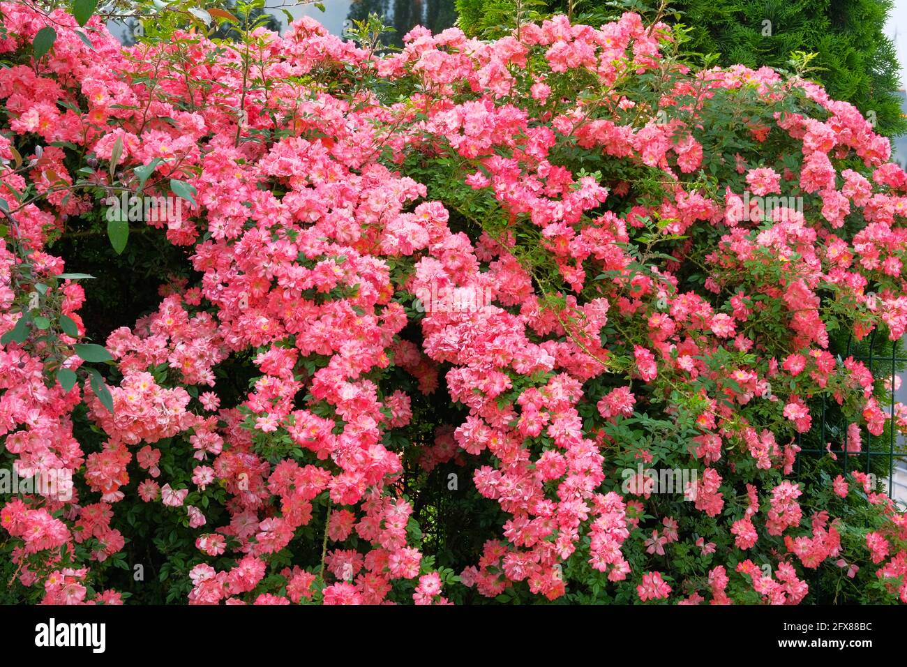 Rosa fiore rosa cespuglio di rose. Roses sfondo nel giardino dei fiori. Valle di rose aromatiche bulgare. Foto Stock