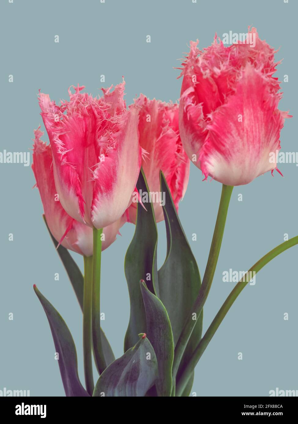 Closeup di graziosi fiori di tulipano con frange rosa Foto Stock