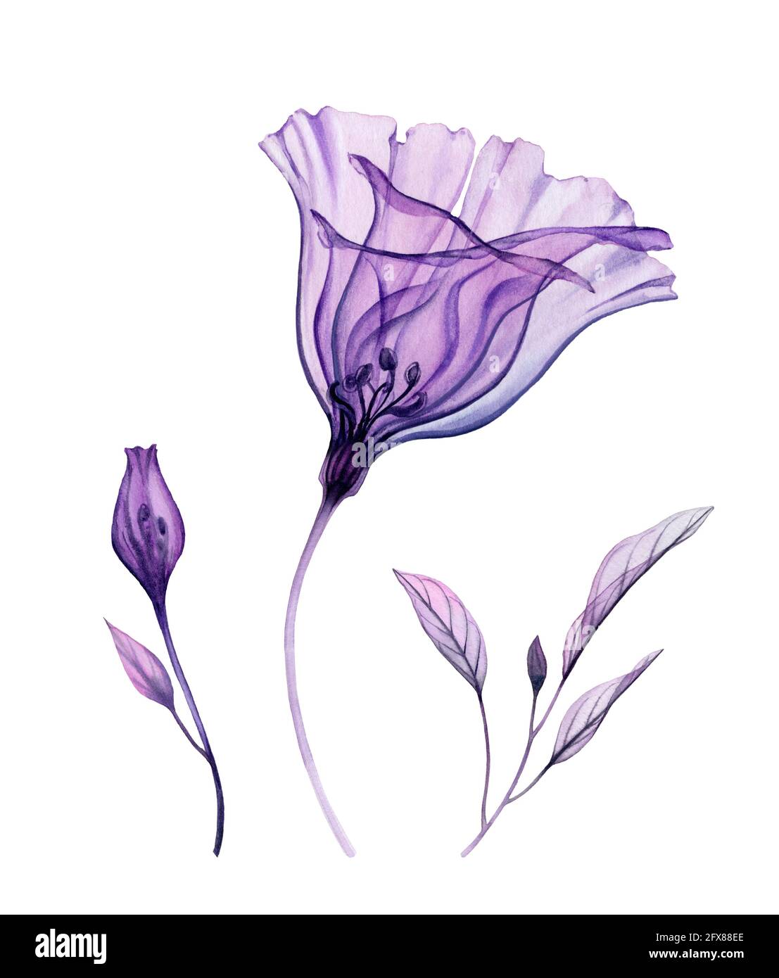 Fiori acquerelli. Collezione di fiori ilusianthil trasparenti, foglie di colore viola. Design isolato dipinto a mano. Illustrazione botanica per Foto Stock