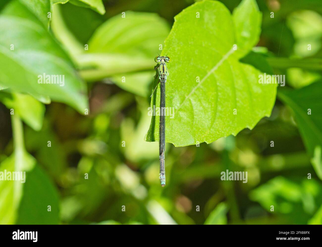 Closeup macro dettaglio di piccolo dragonfly pincertail onychogomphus forcipatus sopra foglia verde in giardino Foto Stock