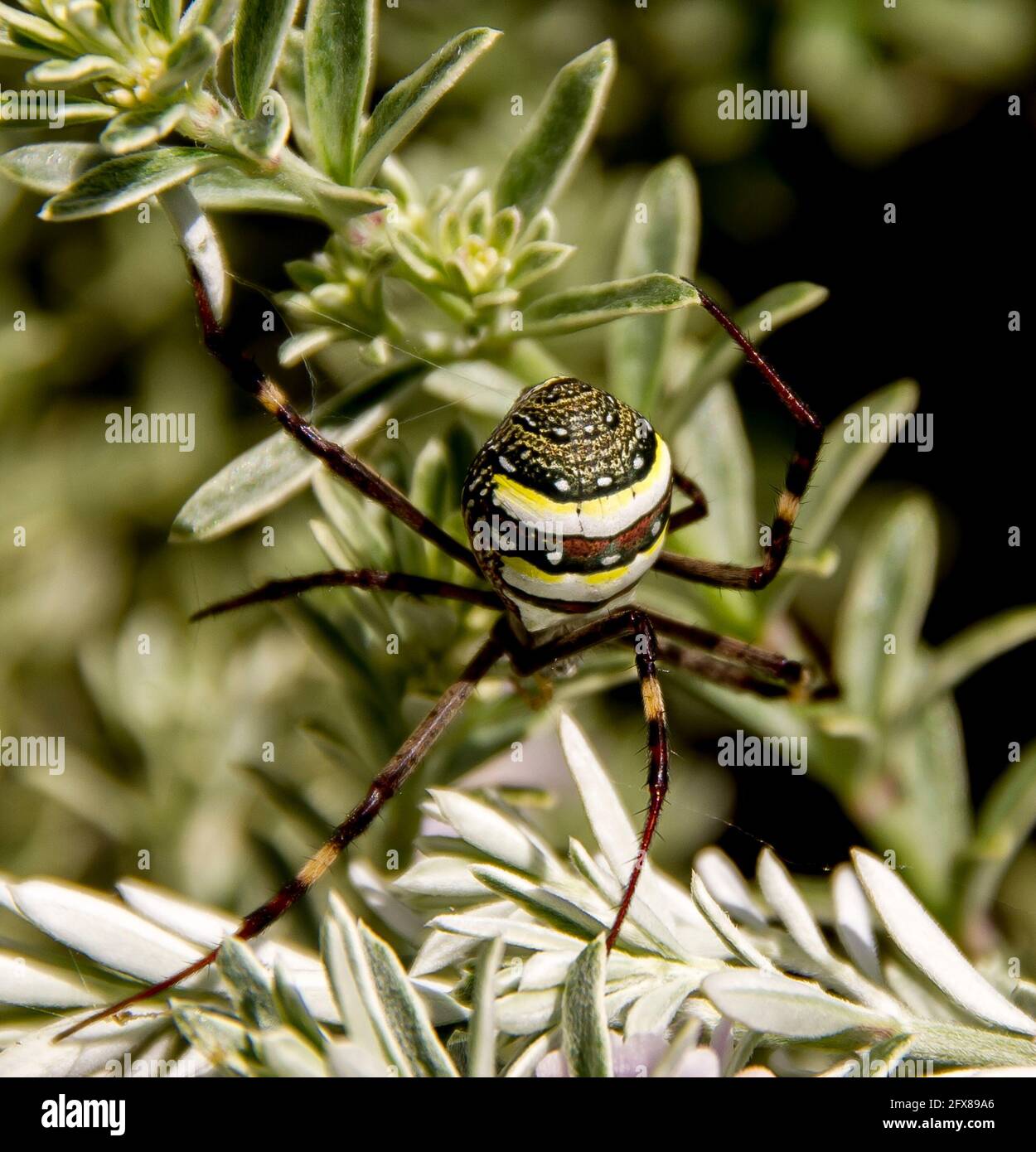 Femmina St Andrews Cross Spider (Argiope keyserlingi) iniziando a fare la sua rete in verde fogliame. Modelli distinti. Giardino a Queensland, A.ustralia. Foto Stock