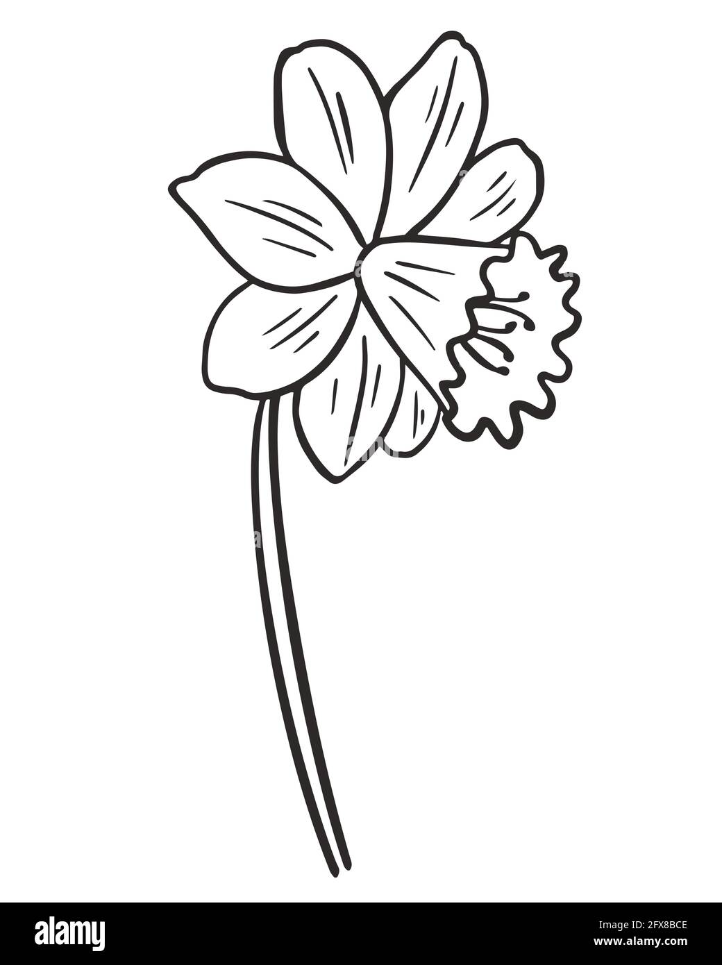 Narcisi fiore, vettore. Contorno del fiore. Semplice elemento botanico naturale Narcissus. Disegno a mano della linea d'arte. Illustrazione Vettoriale