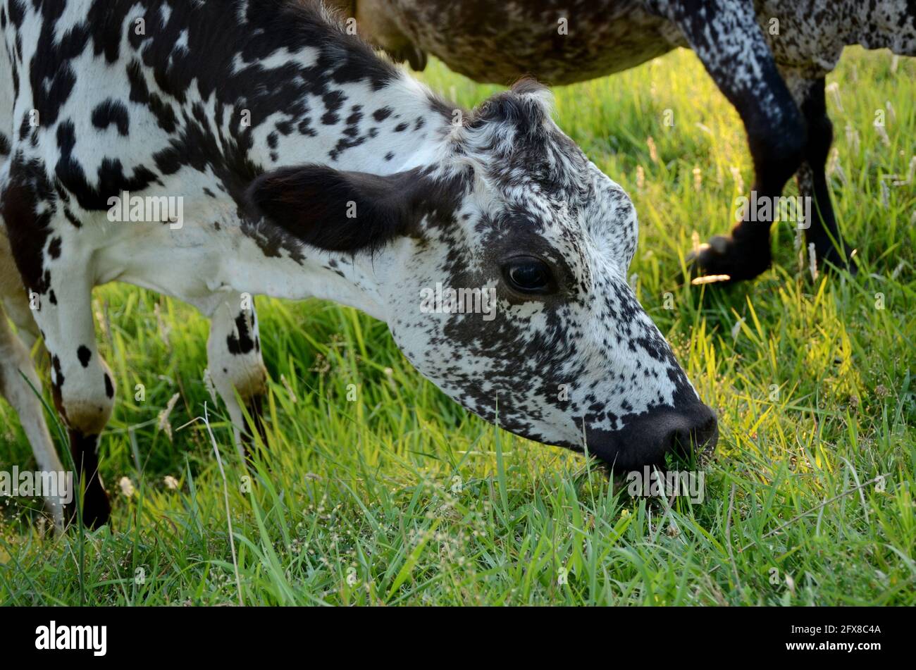 la mucca marrone bianca che mangia erba nel terreno erboso. Foto Stock