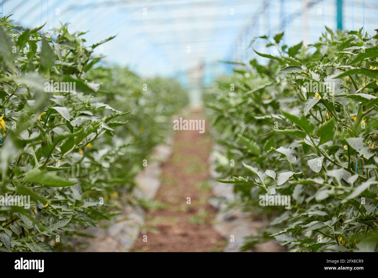 Serra con piante di pomodoro. Spazio di copia. Giovane pianta di pomodoro coltivata in serra. Concetto di piante di casa di primavera Foto Stock