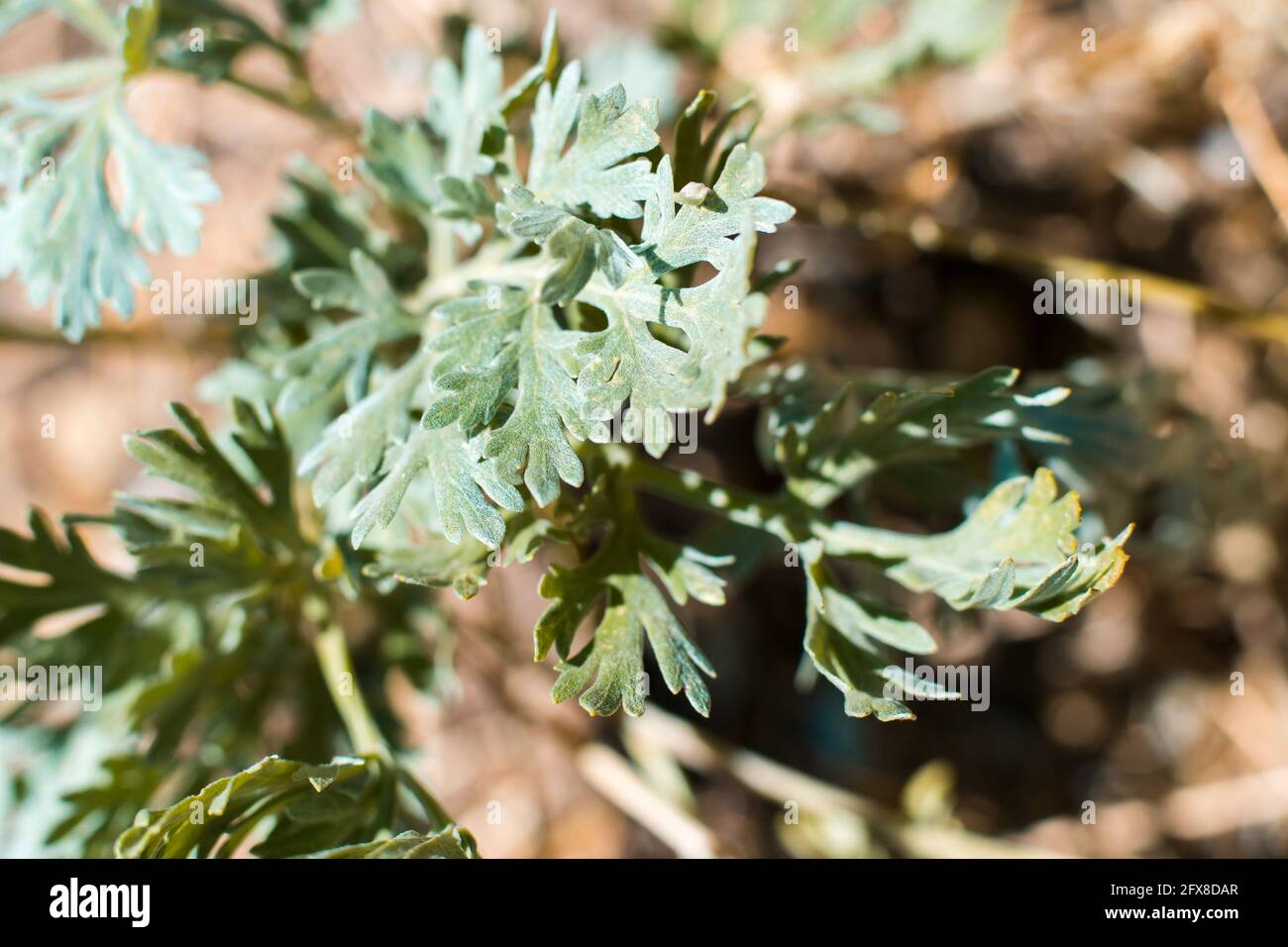 L'erba verde si asciuga al caldo sole estivo. Concetto di siccità e siccità Foto Stock