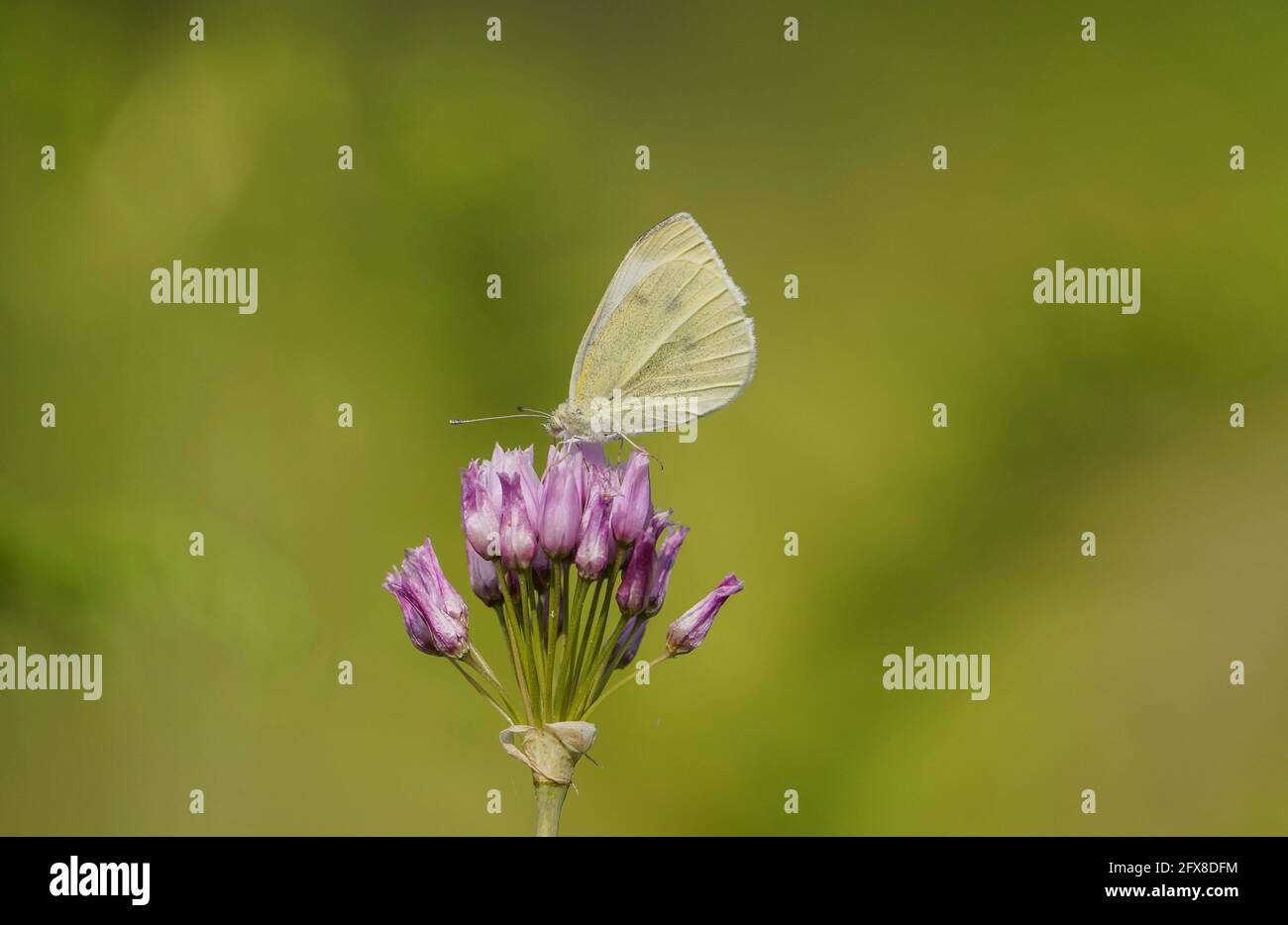 Una farfalla bianca di cavolo, Pieris rapae, si sta nutrendo di aglio rosato, Spagna. Foto Stock