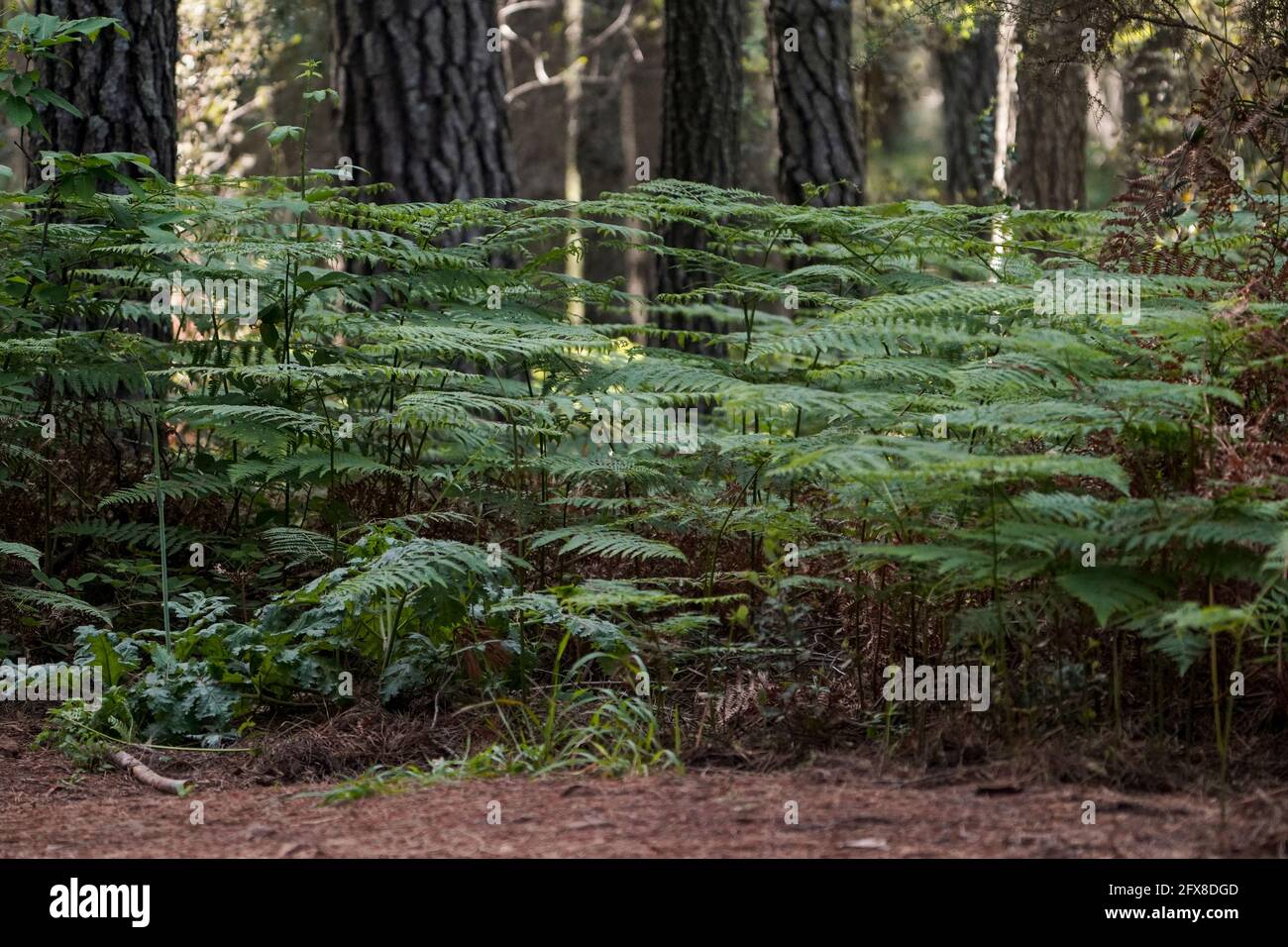 Undergrow di felce di aquila, Pteridium aquilinum, in pineta, Andalusia, Spagna. Foto Stock