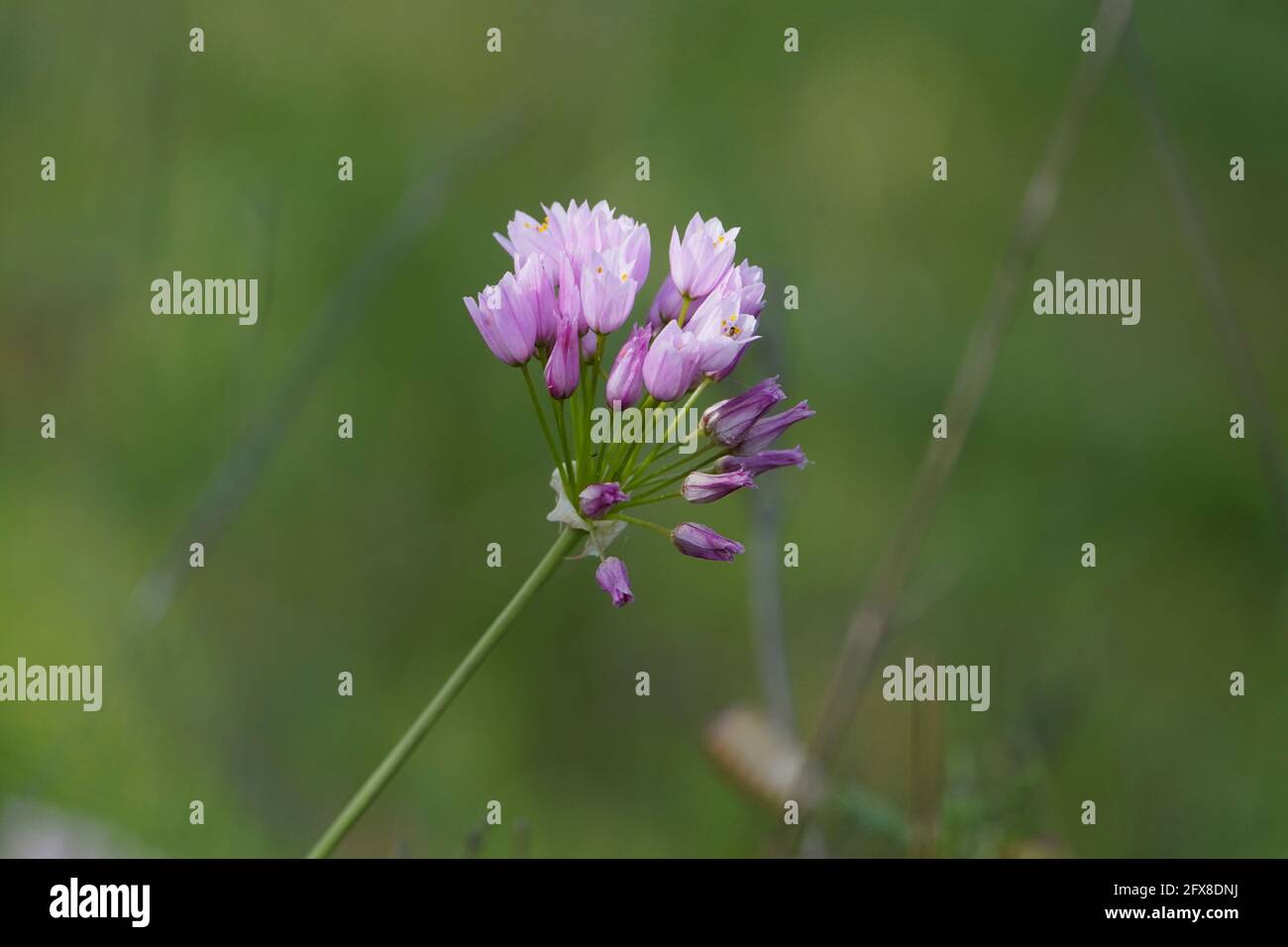 Aglio rosato, roseo Allium, fiore selvatico. Andalusia, Spagna. Foto Stock