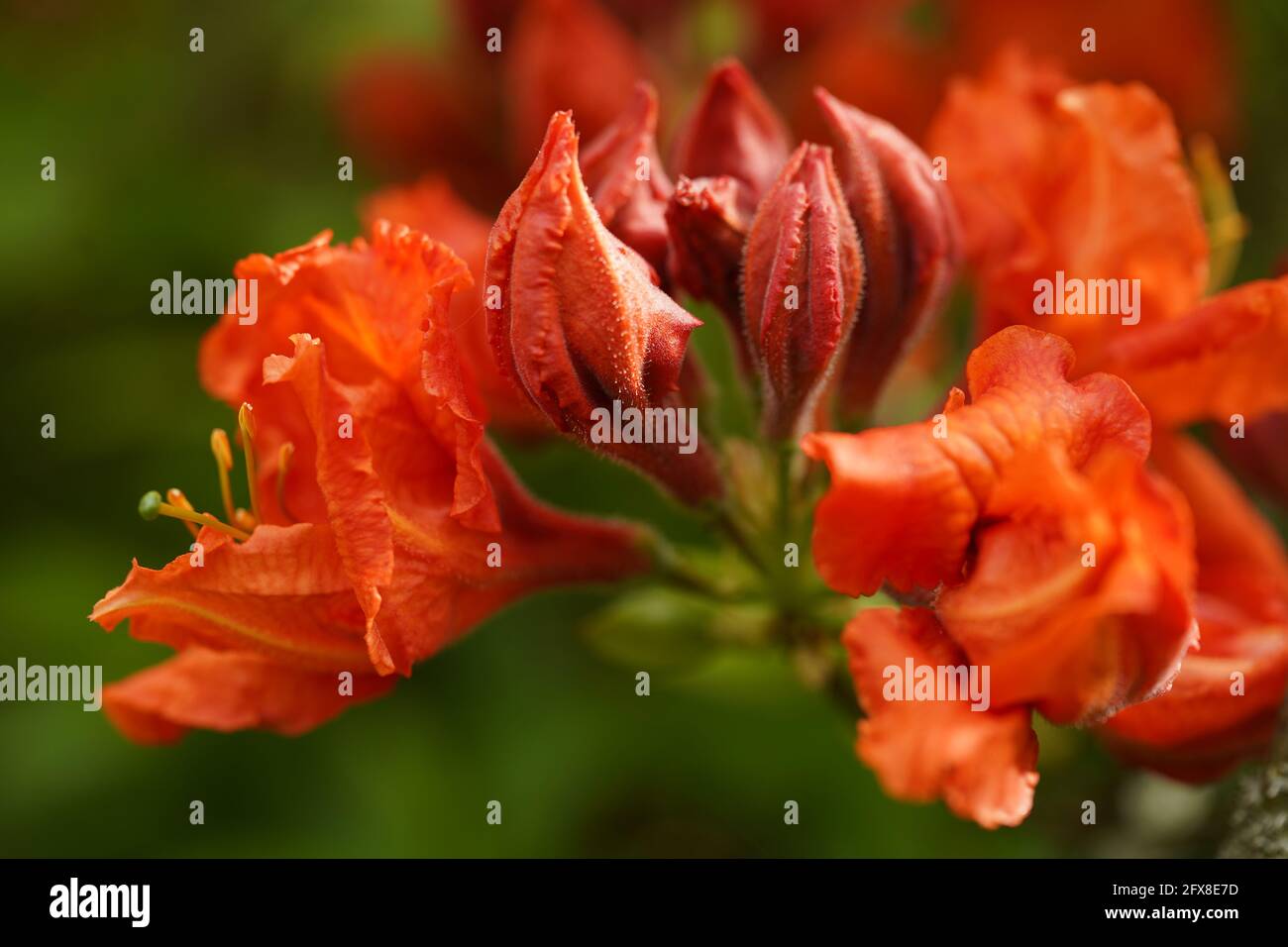 Primo piano di un fiore azalea rosso-arancio Foto Stock