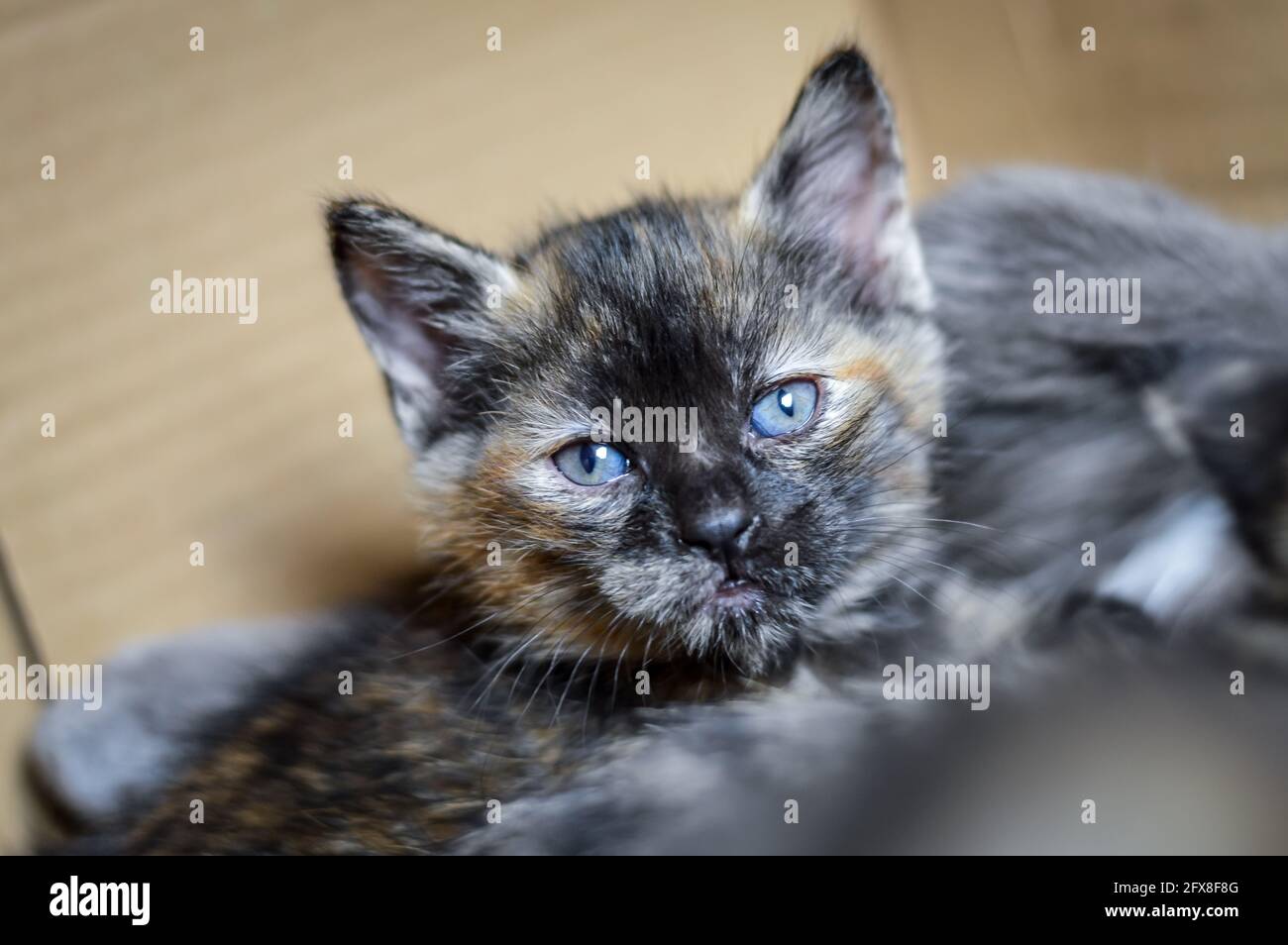 ritratto di un gattino di un mese a strisce e macchiato con faccia scura e occhi blu, profondità di fuoco poco profonda Foto Stock