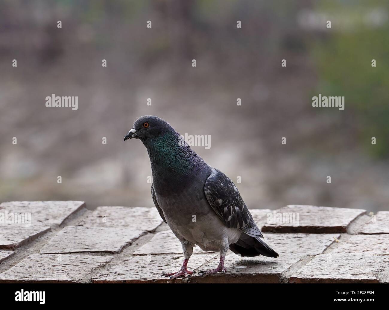 City Pigeon - spazio per la copia Foto Stock