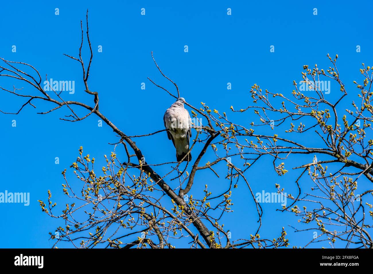 Pigeon seduto su un ramo di albero con le gemme in anticipo molla Foto Stock