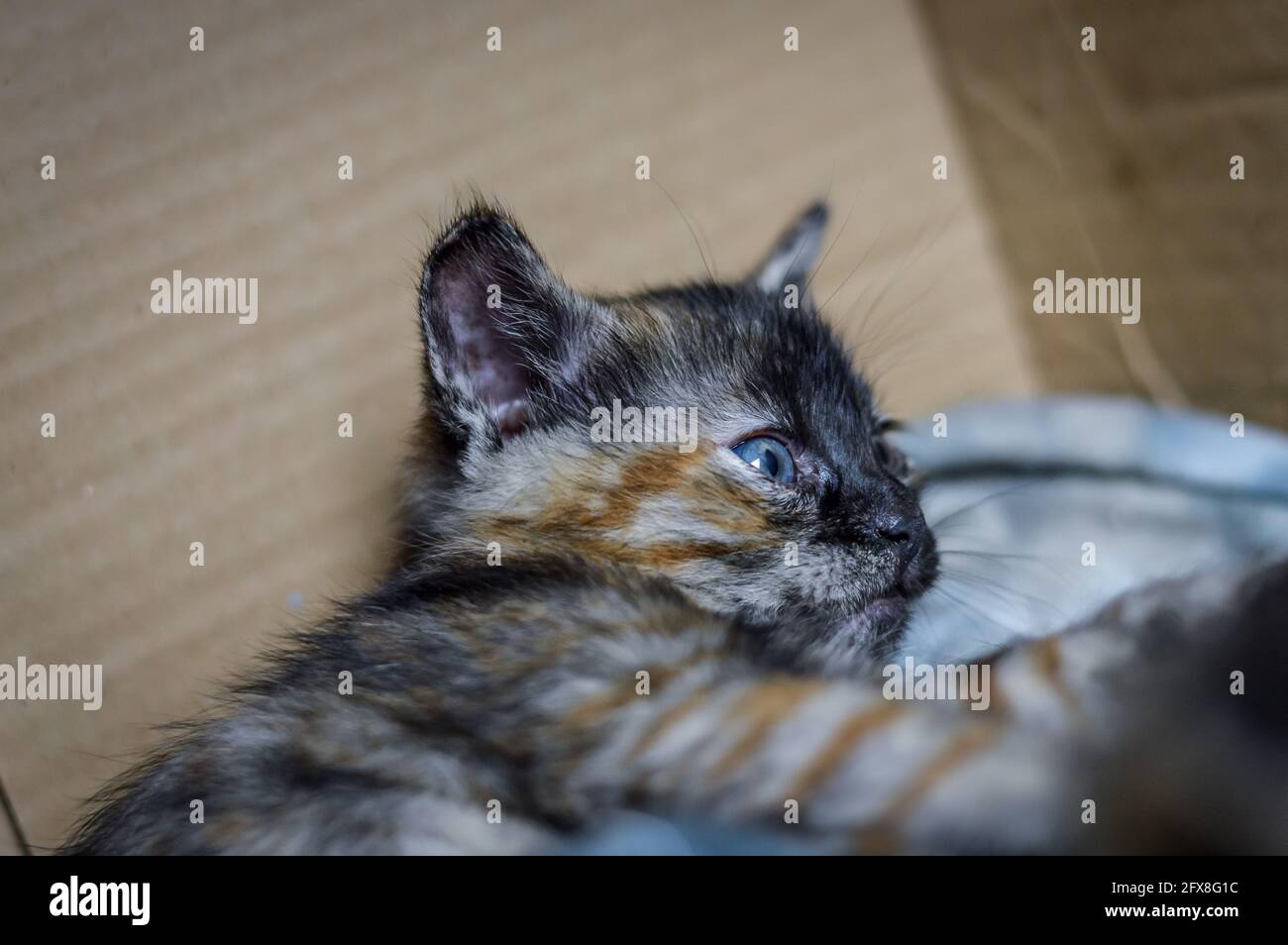 ritratto di un gattino di un mese a strisce e macchiato con faccia scura e occhi blu, profondità di fuoco poco profonda Foto Stock