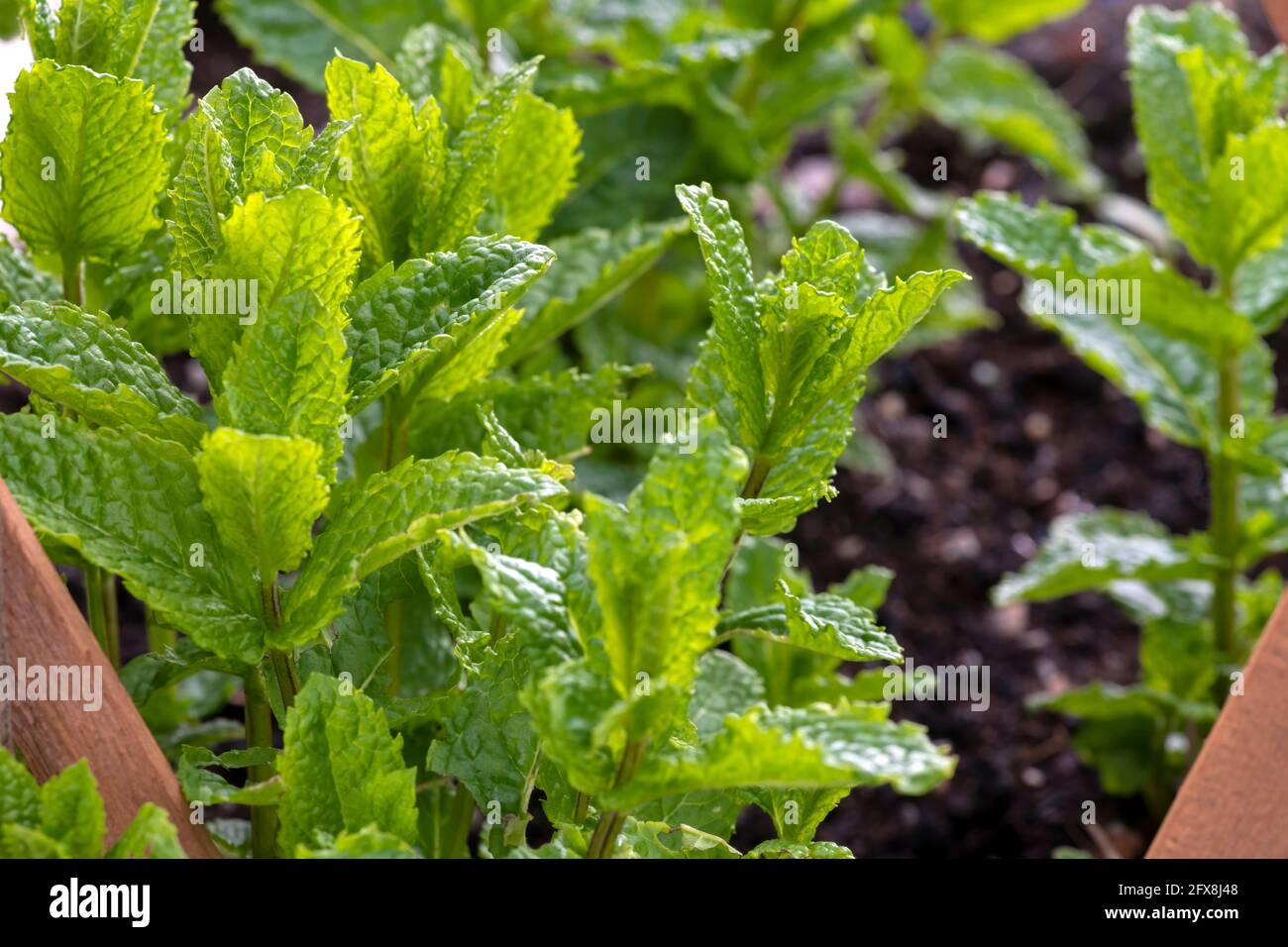 macro primo piano di menta in una finestra scatola coltivare erbe in piccoli spazi . Lo spazio di copia del fuoco collettivo sullo sfondo di de-focus destro Foto Stock