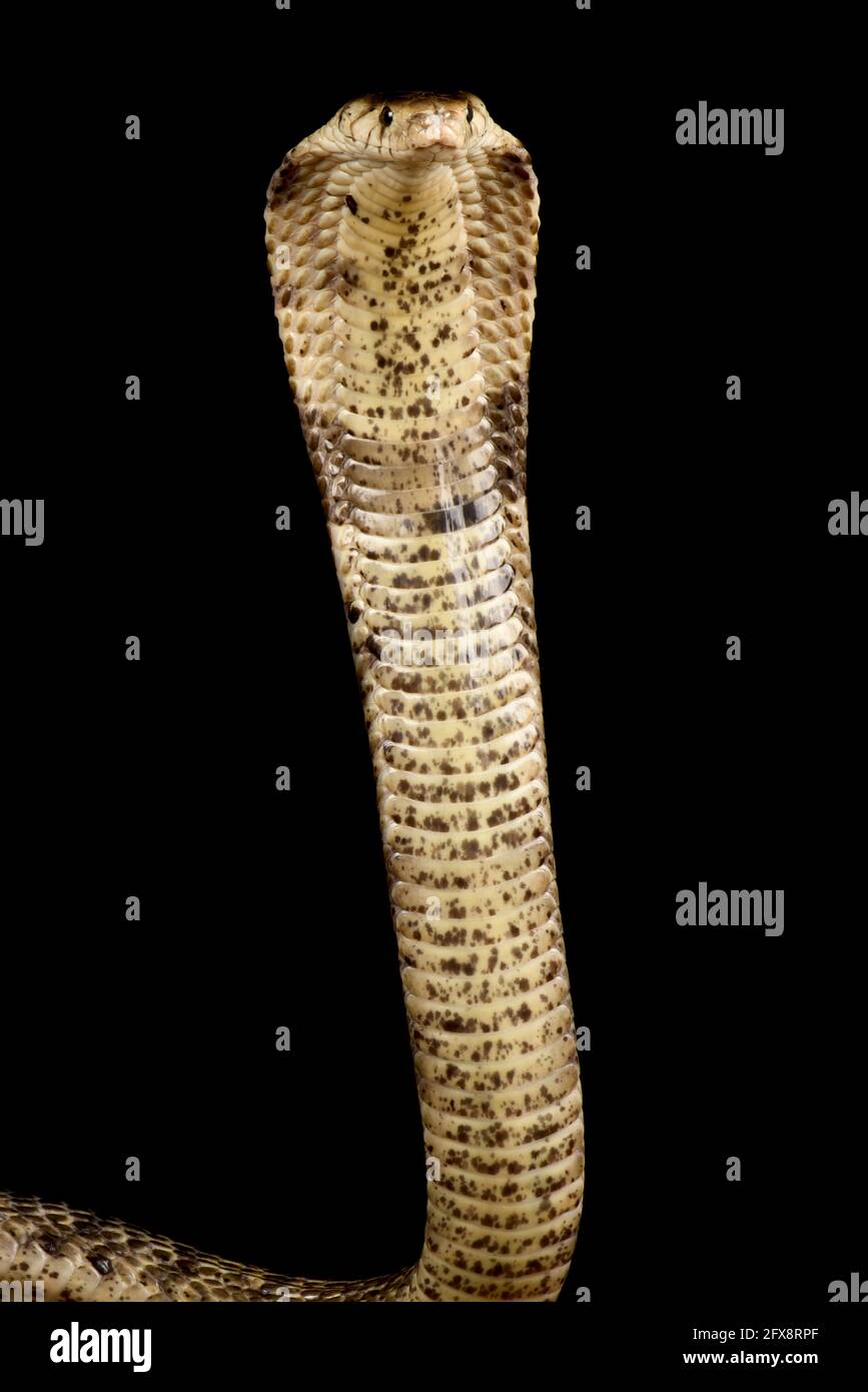 Cobra della foresta dell'Africa occidentale (Naja savannula) Foto Stock