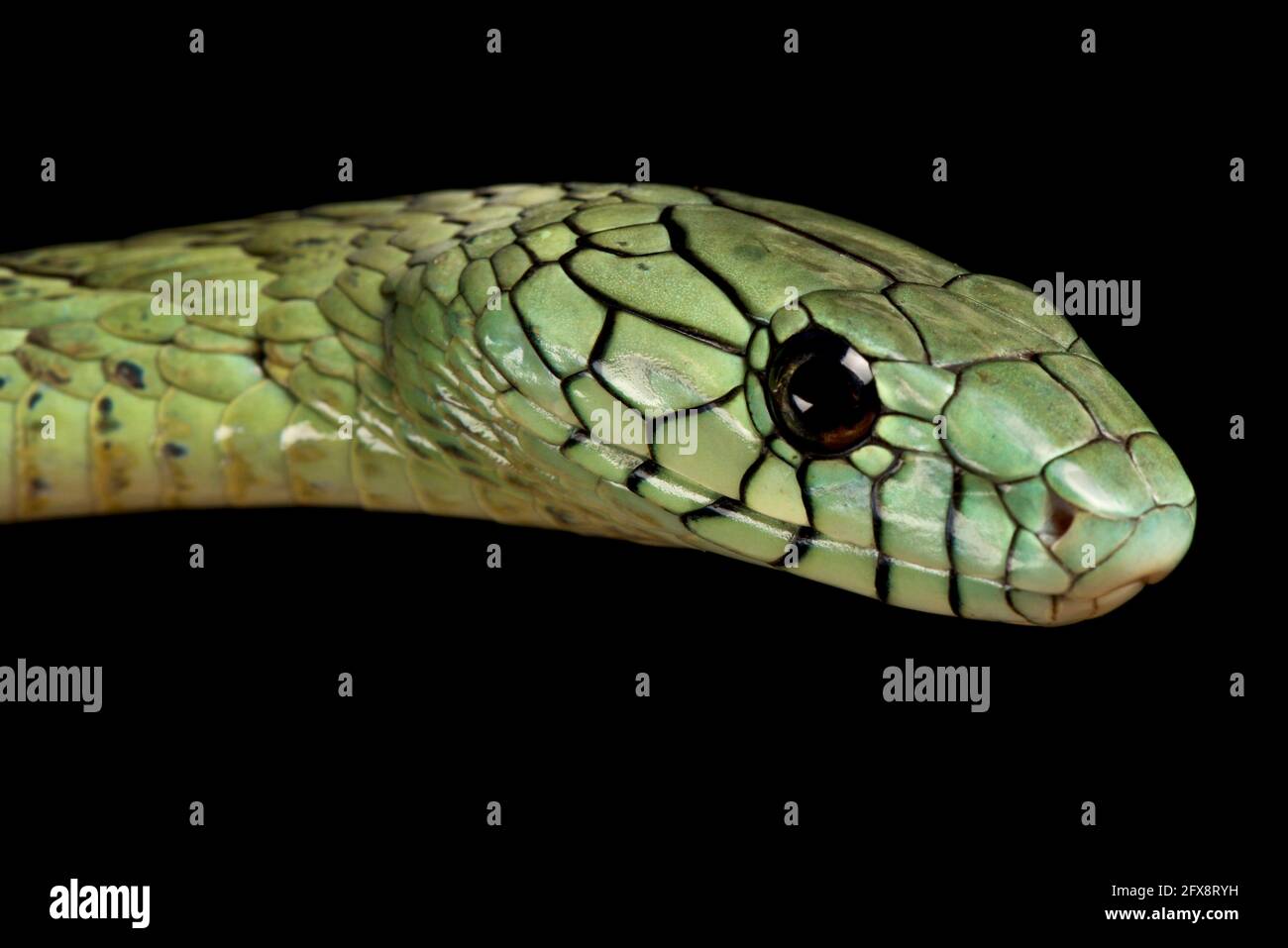 Western green mamba (Dendroaspis viridis) Foto Stock