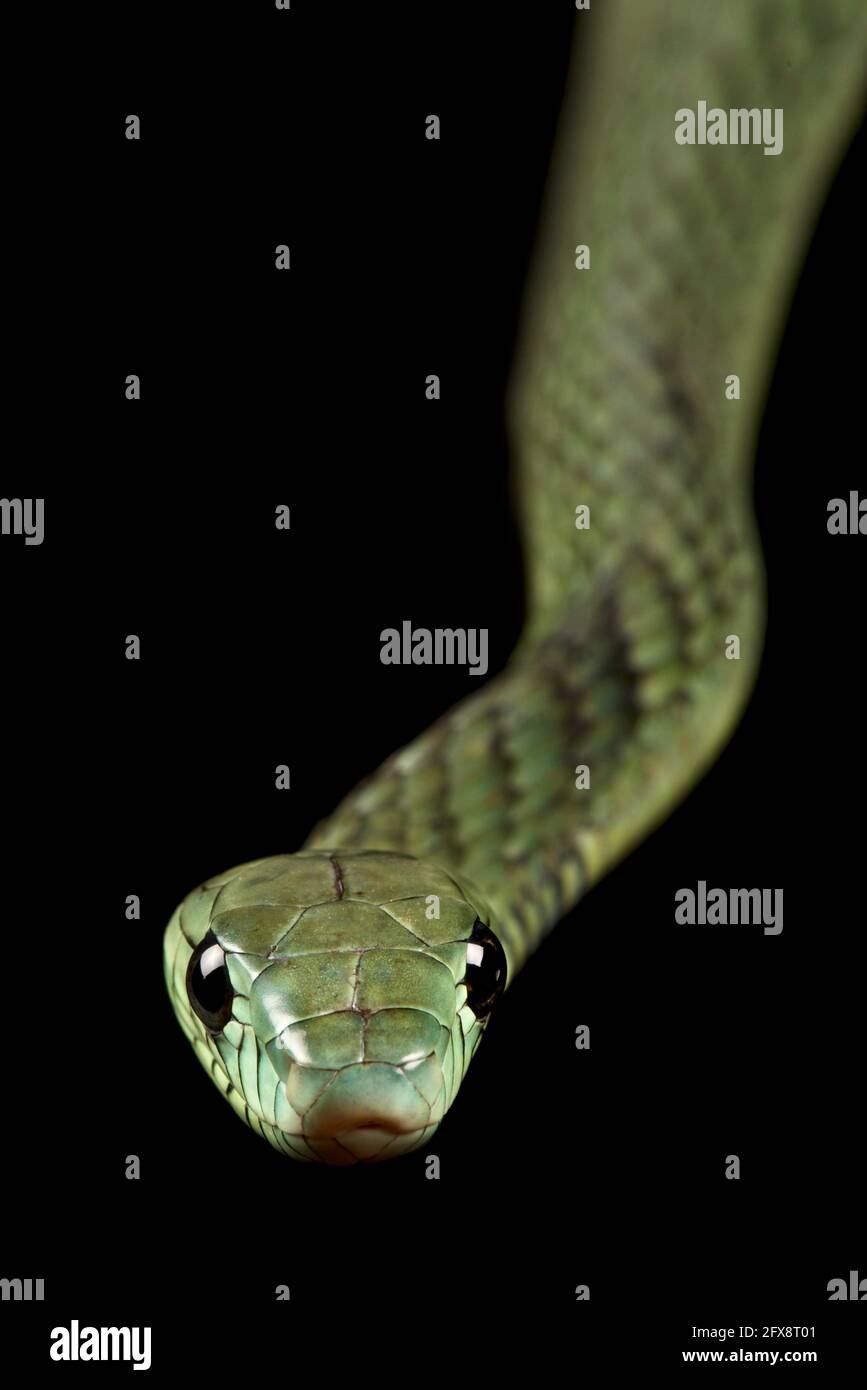 Western green mamba (Dendroaspis viridis) Foto Stock