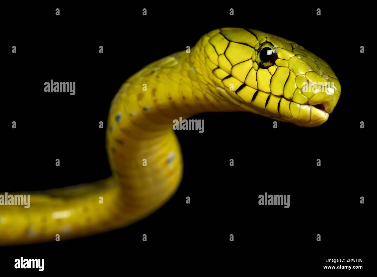 Western green mamba (Dendroaspis viridis) Foto Stock