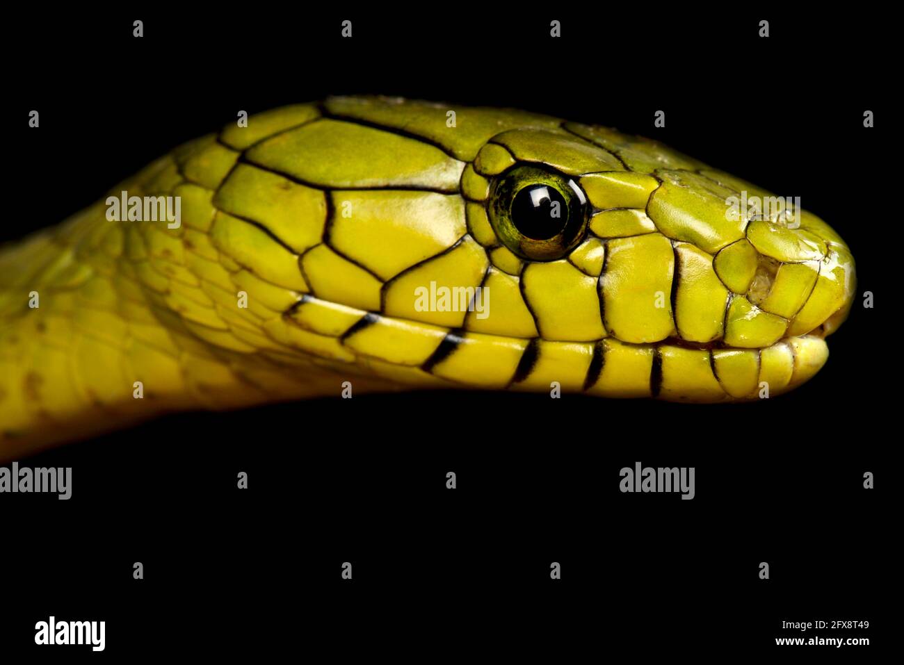 Western green mamba (Dendroaspis viridis) Foto Stock