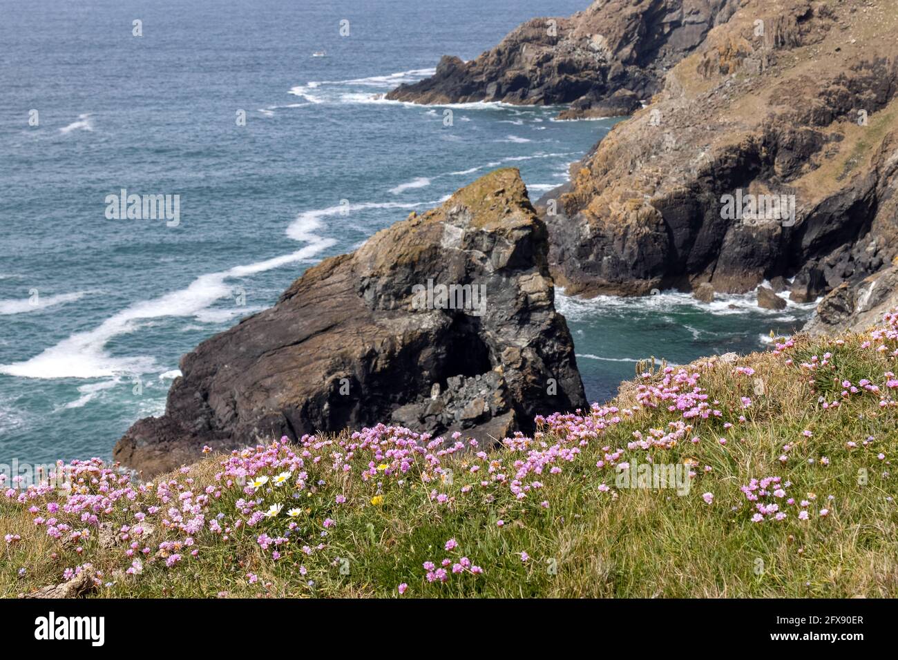 Sea Pinks fiorisce nella campagna aspra intorno a Kynance Cove Foto Stock