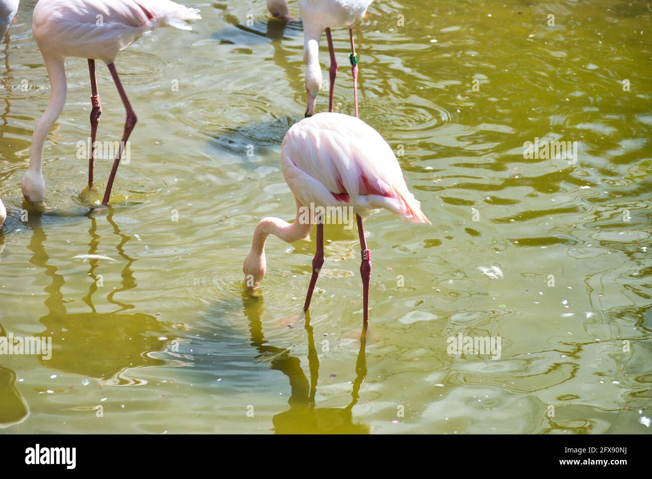 fenicotteri rosa su una gamba. Foto Stock