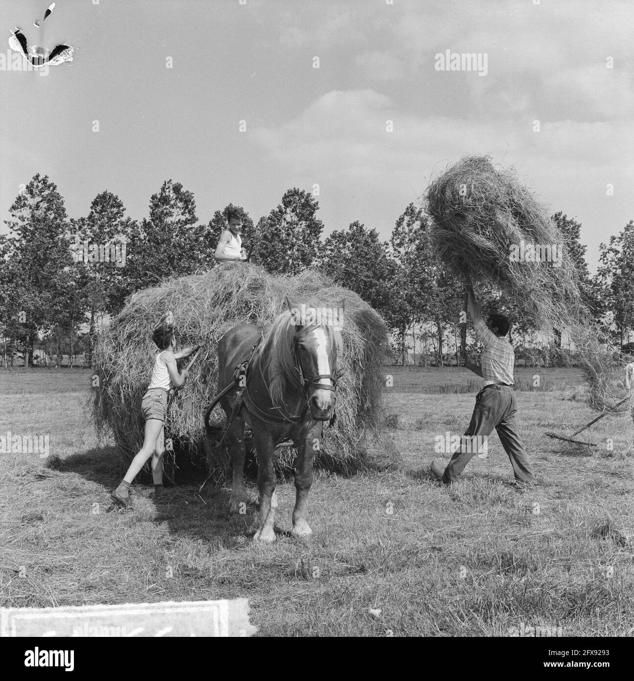 Quasi mese di fieno. Un agricoltore nei pressi di Leiden porta il fieno a cavallo e in carro, 29 luglio 1963, carri, Paesi Bassi, foto agenzia stampa del xx secolo, notizie da ricordare, documentario, fotografia storica 1945-1990, storie visive, Storia umana del XX secolo, che cattura momenti nel tempo Foto Stock
