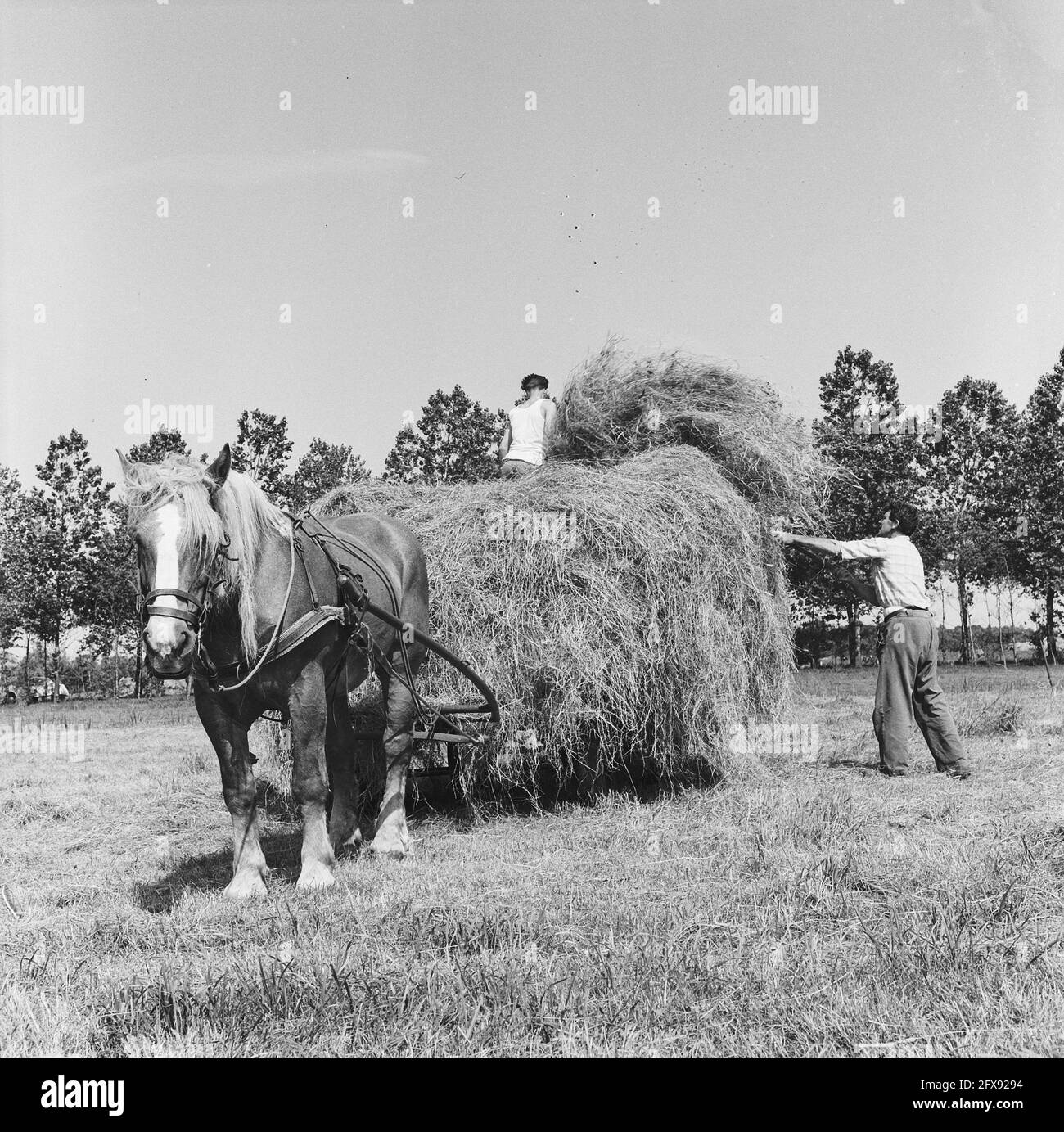 Quasi mese di fieno. Un agricoltore nei pressi di Leiden porta il fieno a cavallo e in carro, 29 luglio 1963, carri, Paesi Bassi, foto agenzia stampa del xx secolo, notizie da ricordare, documentario, fotografia storica 1945-1990, storie visive, Storia umana del XX secolo, che cattura momenti nel tempo Foto Stock